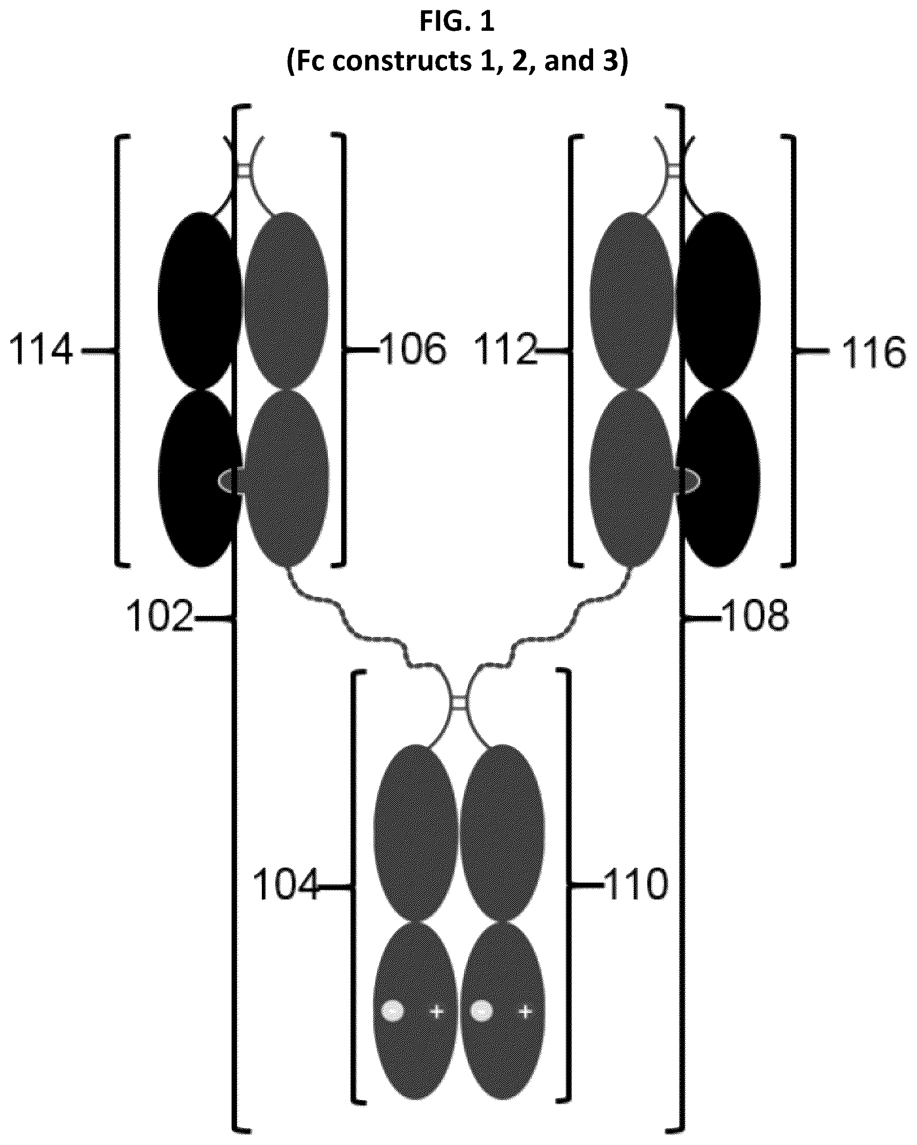 Patent US12297291 — Compositions and methods related to engineered Fc constructs — Figure 1