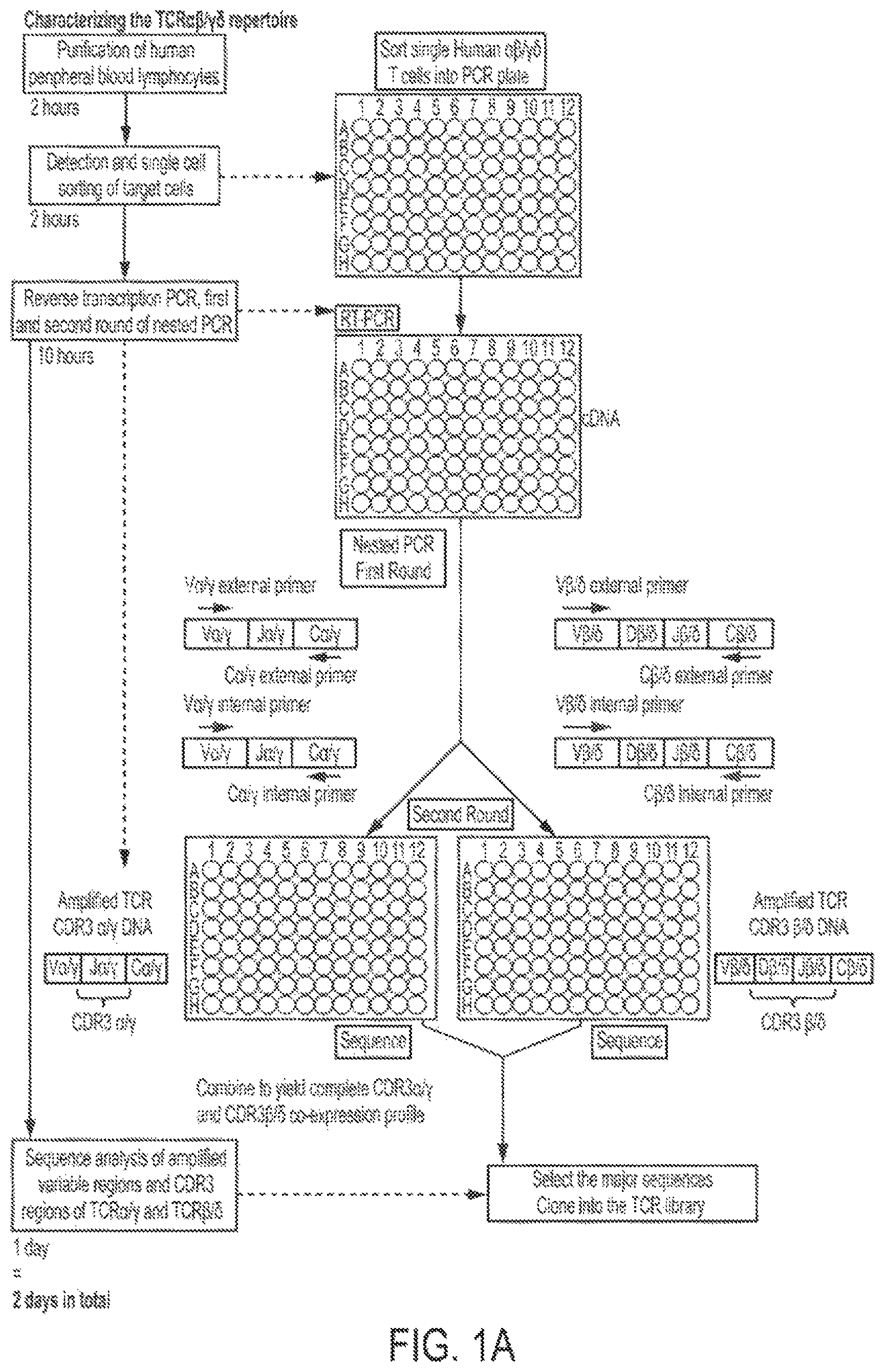 Patent US12297427 — Cloning and expression system for T-cell receptors — Figure 1