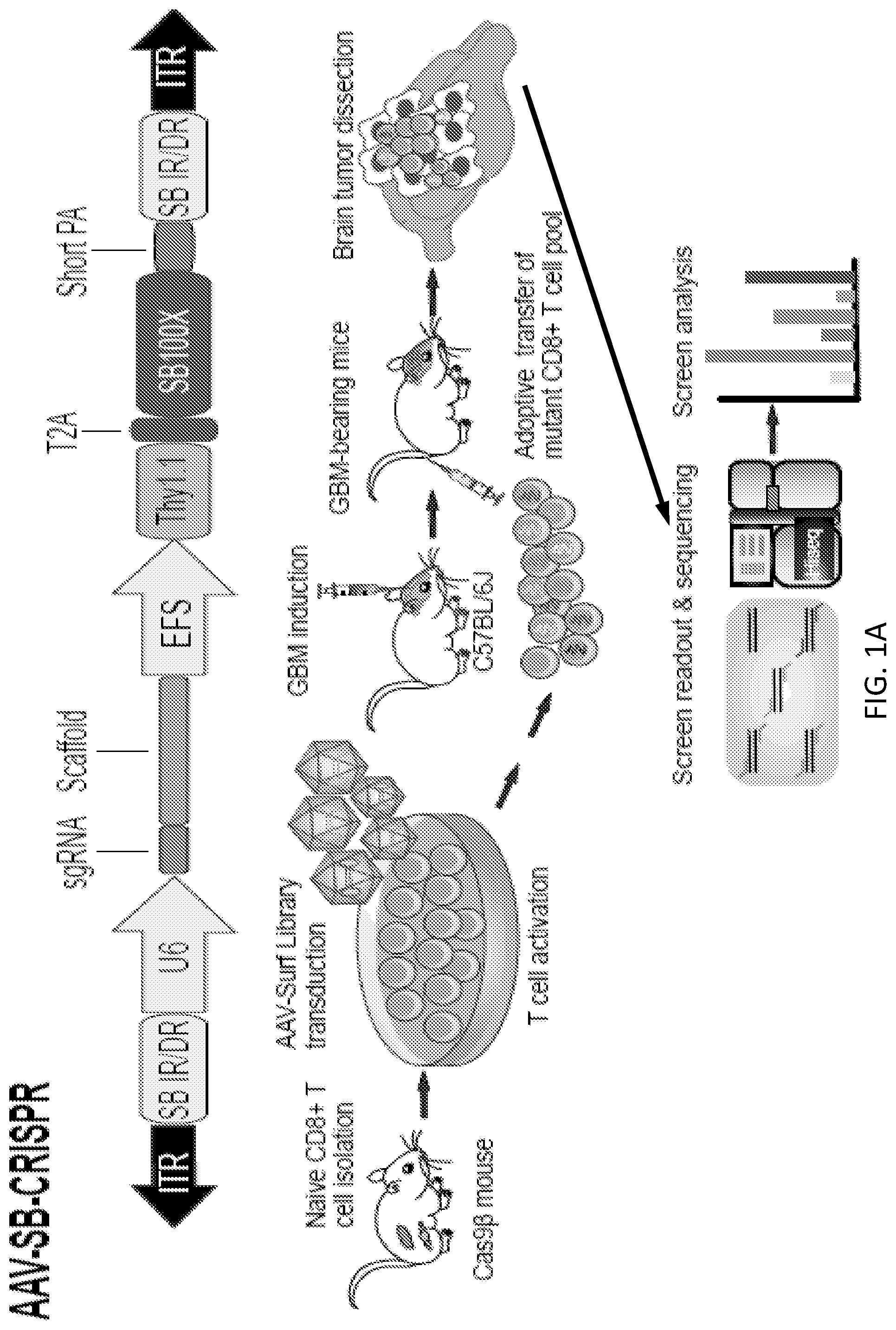 Patent US12297428 — Compositions for identification of membrane targets for enhancement of T cell activity against cancer — Figure 1