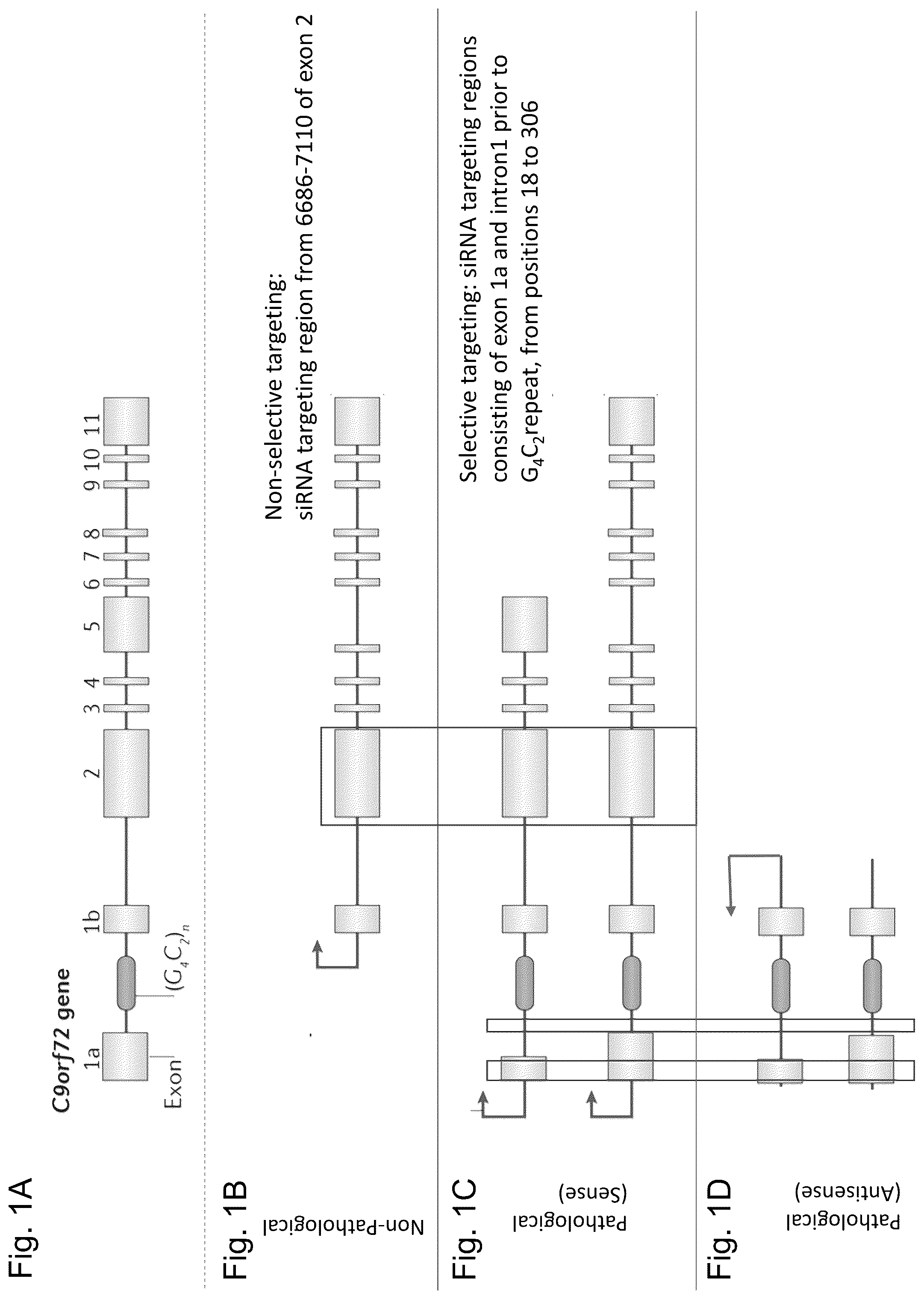 Patent US12297429 — Dual-acting siRNA based modulation of C9orf72 — Figure 1