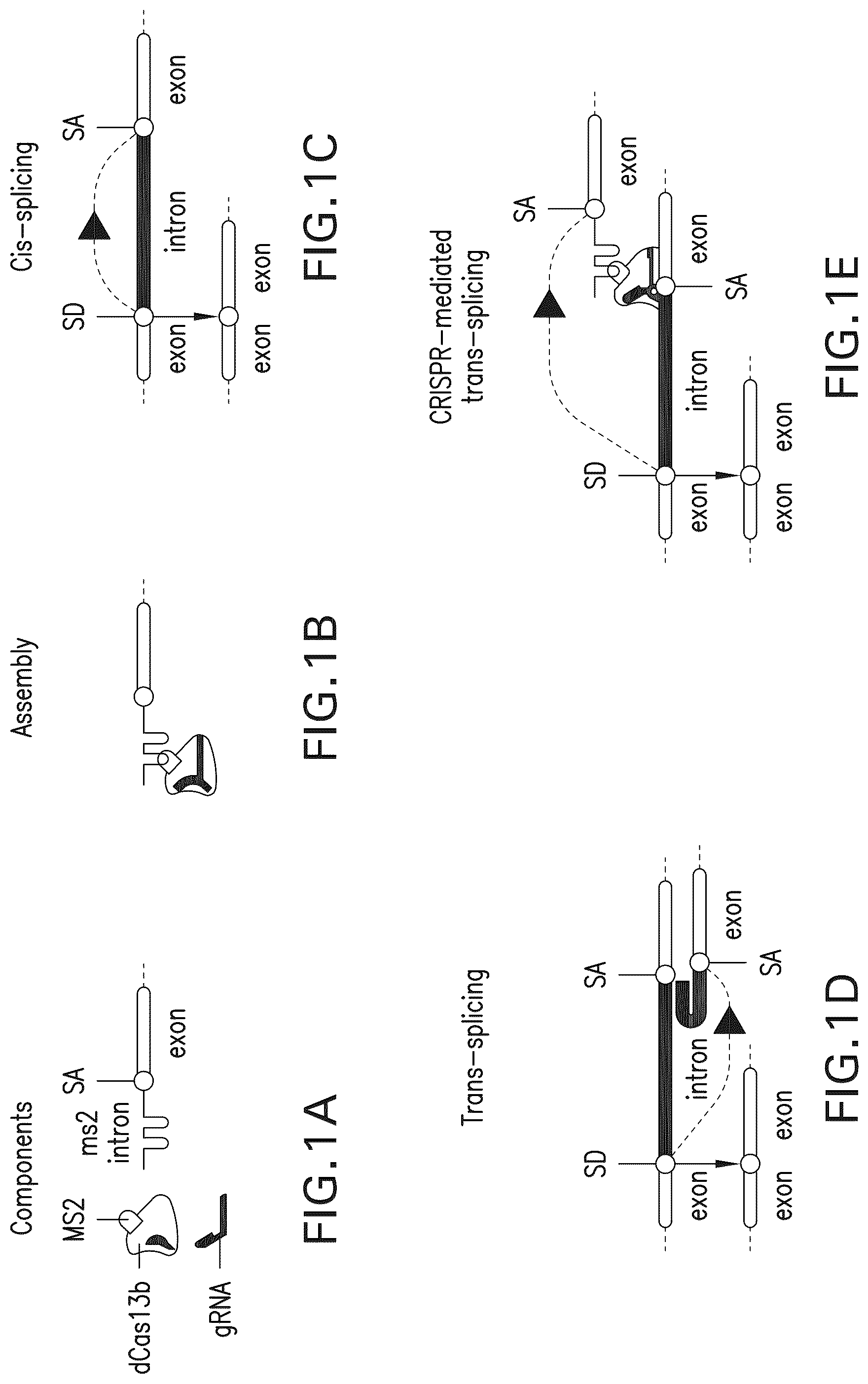 Patent US12297433 — Targeted trans-splicing using CRISPR/Cas13 — Figure 1
