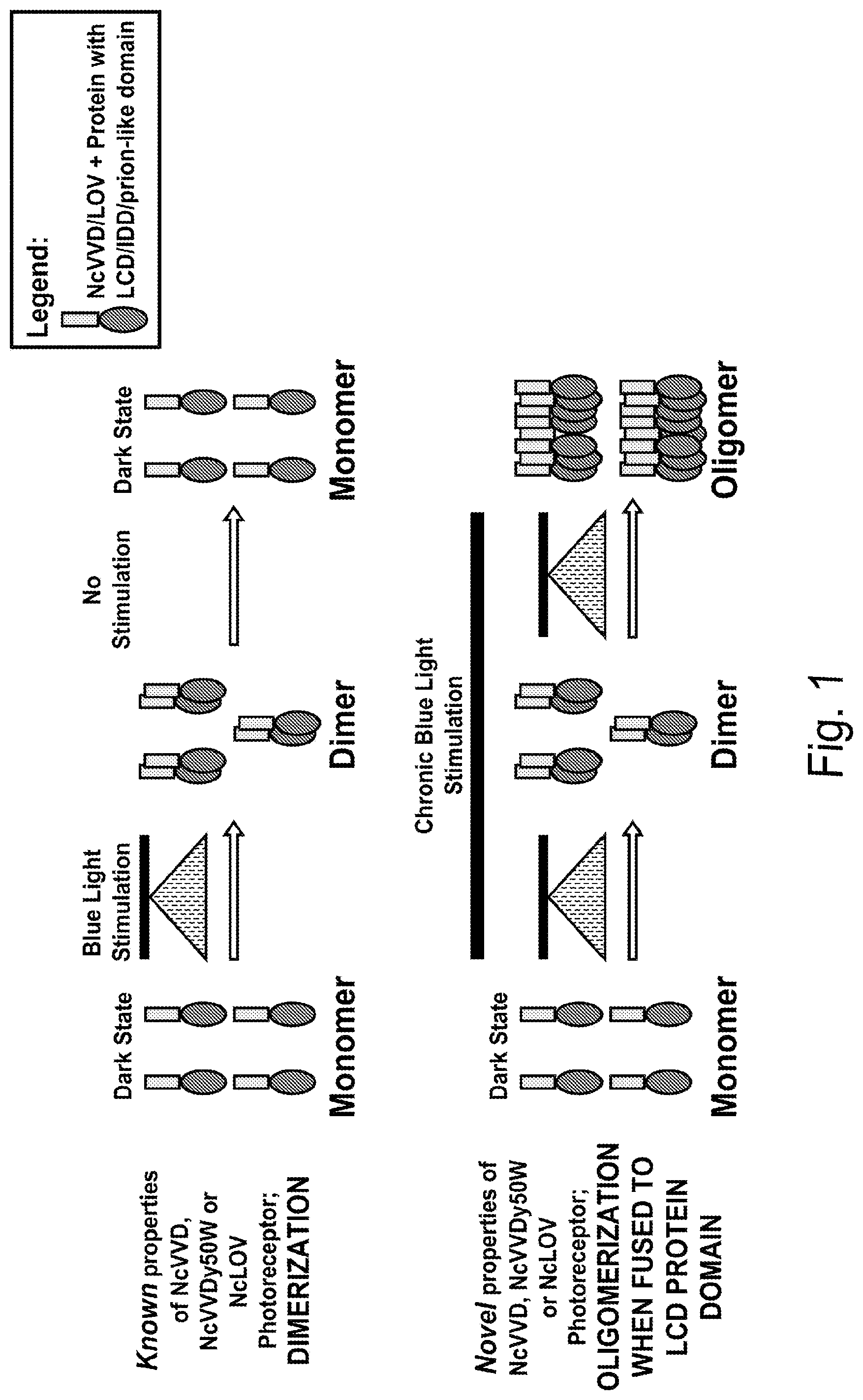 Patent US12297437 — Optogenetic induction of membraneless organelles — Figure 1