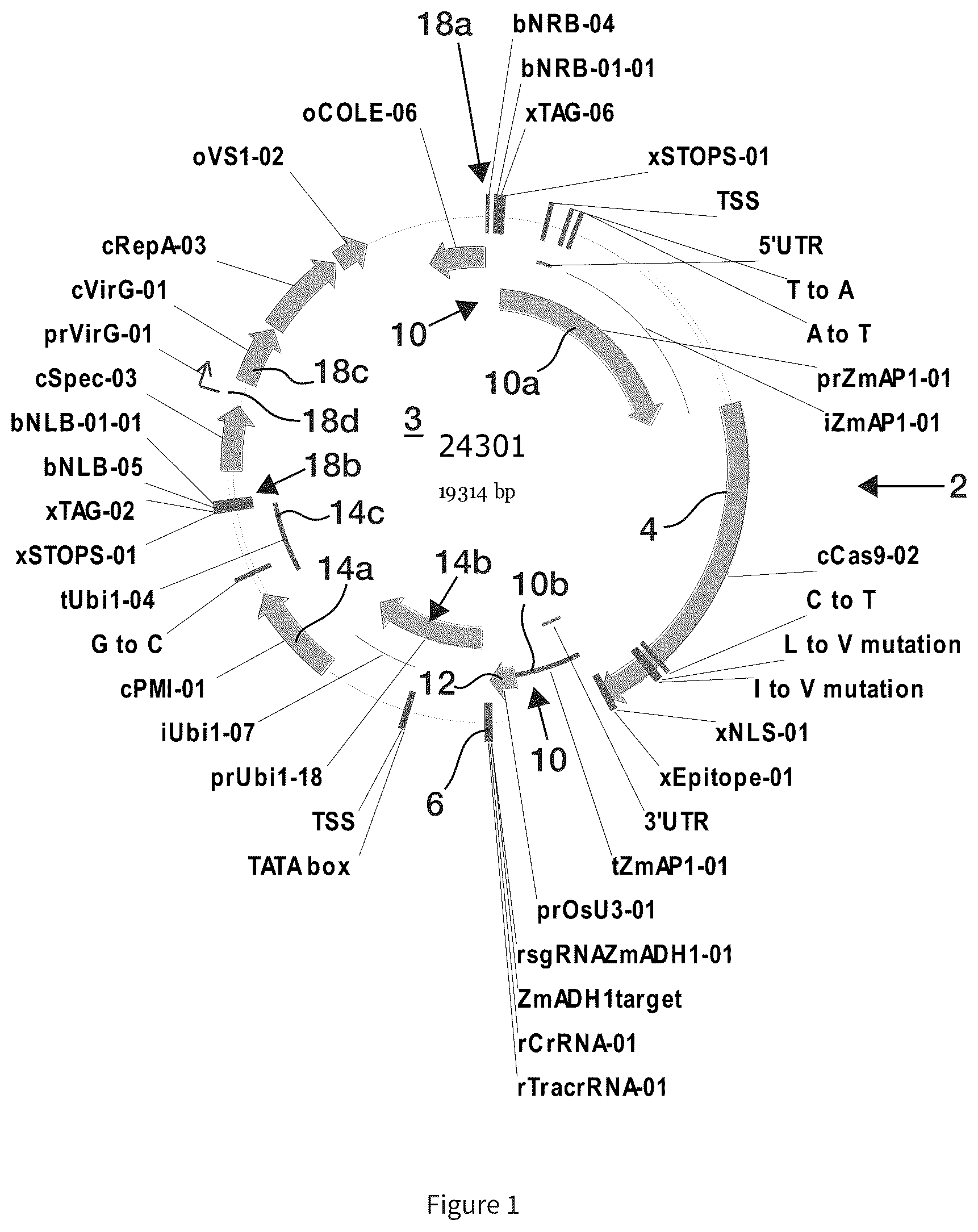 Patent US12297439 — Compositions and methods for driving T1 event diversity — Figure 1
