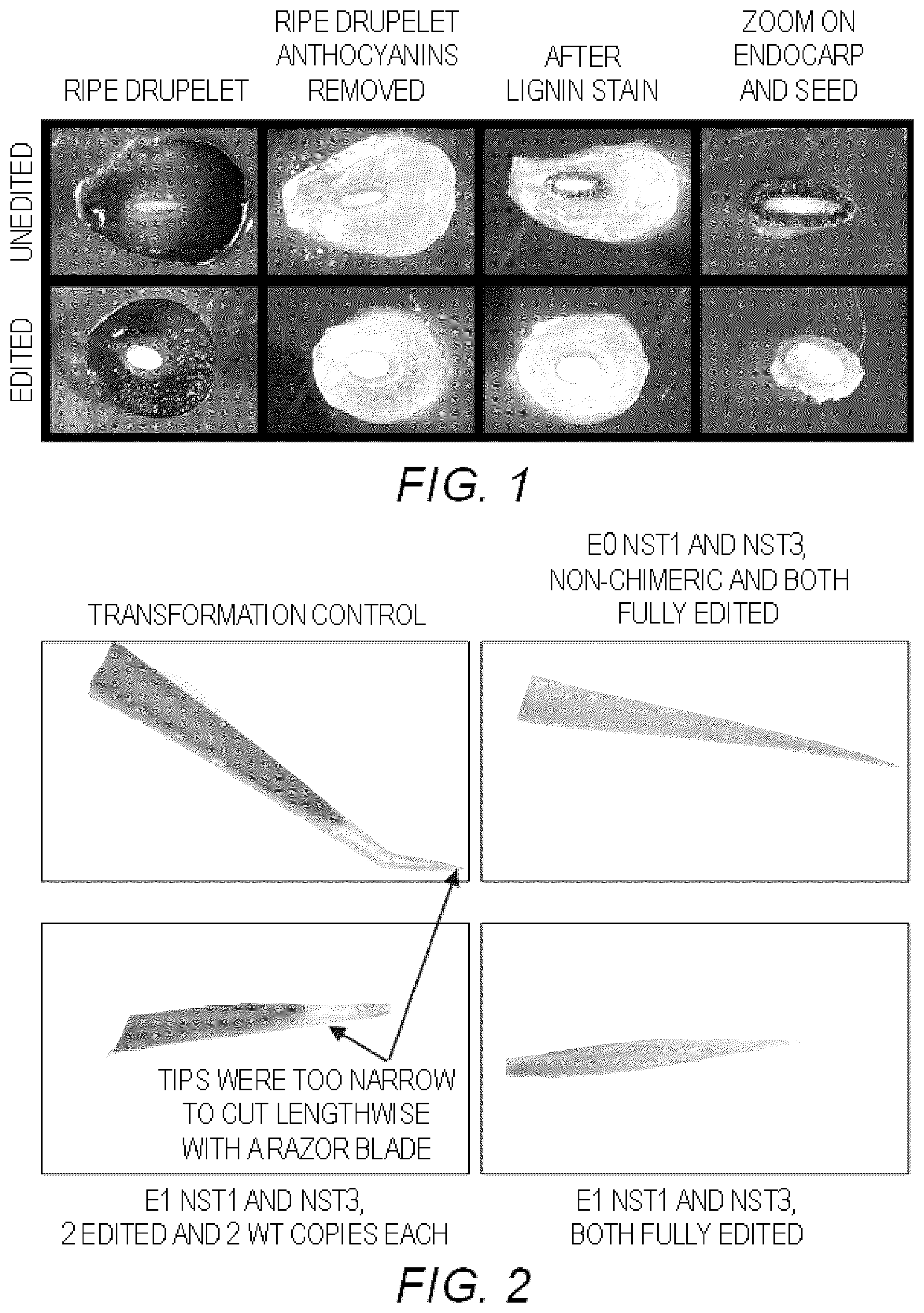 Patent US12297441 — Methods and compositions for modifying endocarp structure in Rubus plants — Figure 1