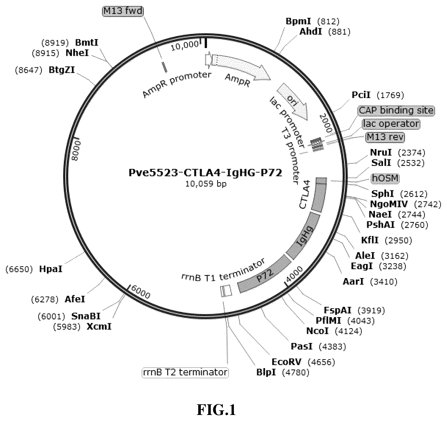 Patent US12297445 Figure 1 – Recombinant vector containing immunogenic protein of African swine fever virus, recombinant bacteria and use thereof