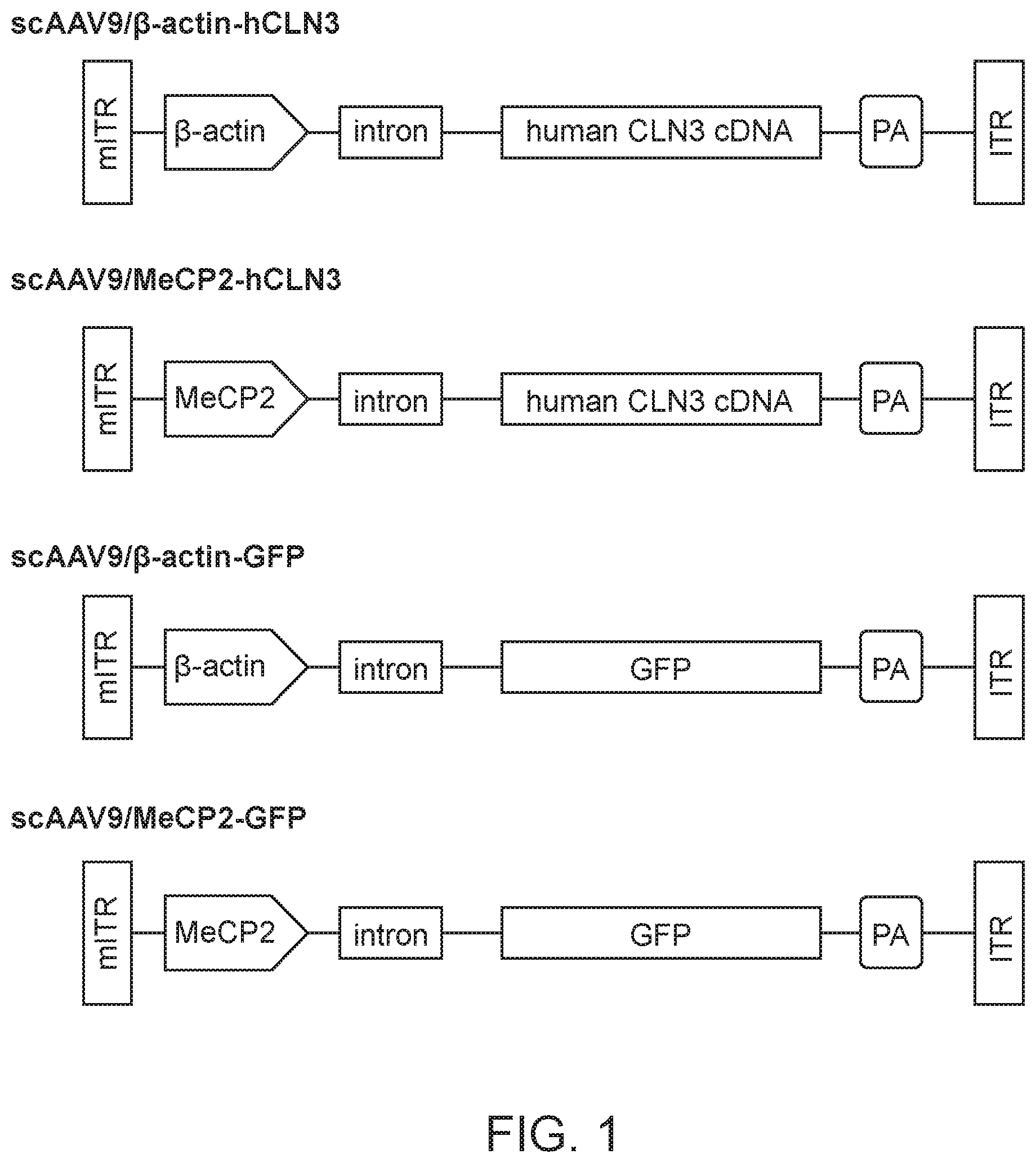 Patent US12297447 — Gene therapy for juvenile Batten disease — Figure 1
