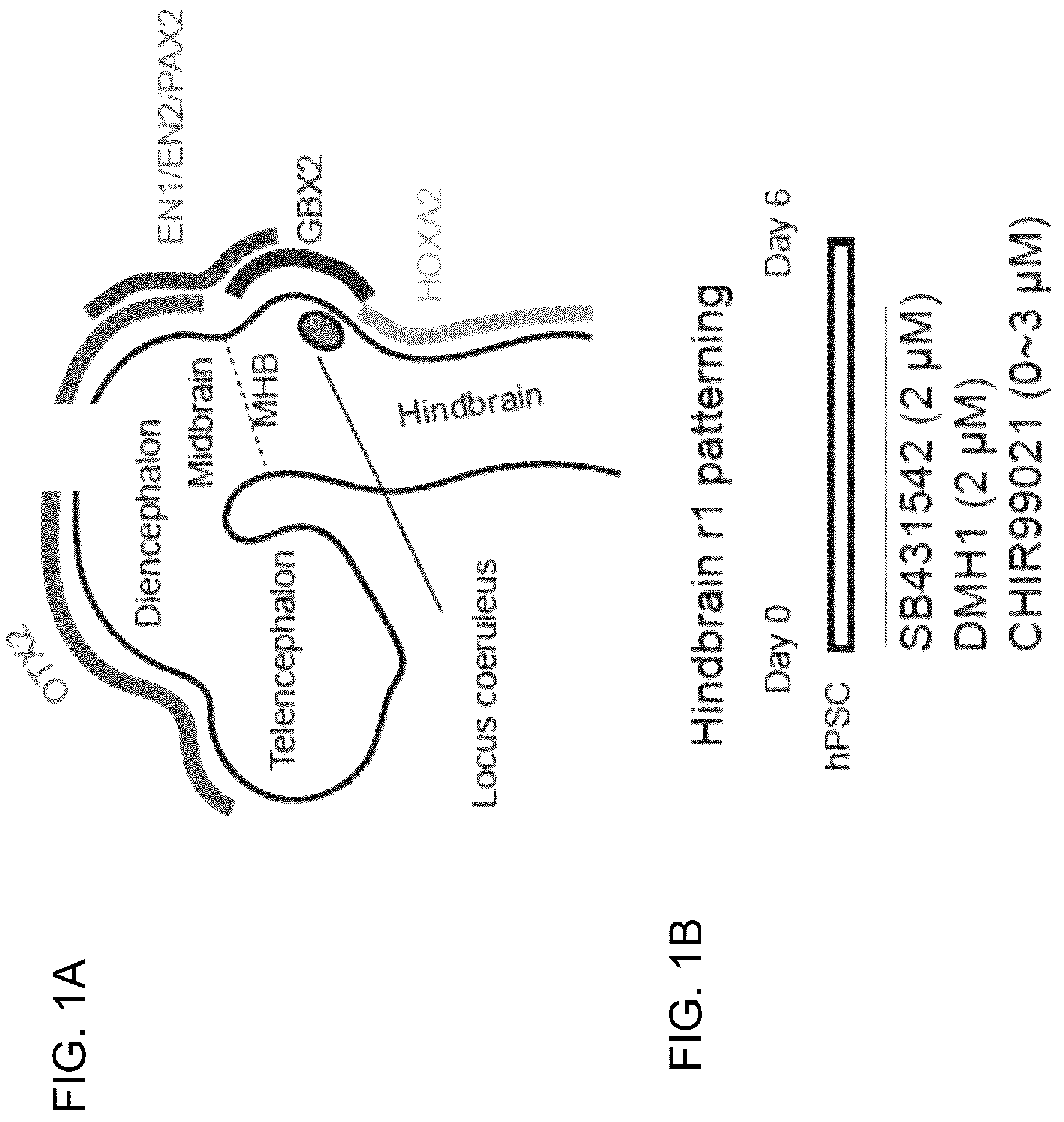 Patent US12297453 — Generation of norepinephrine neurons from human stem cells — Figure 1