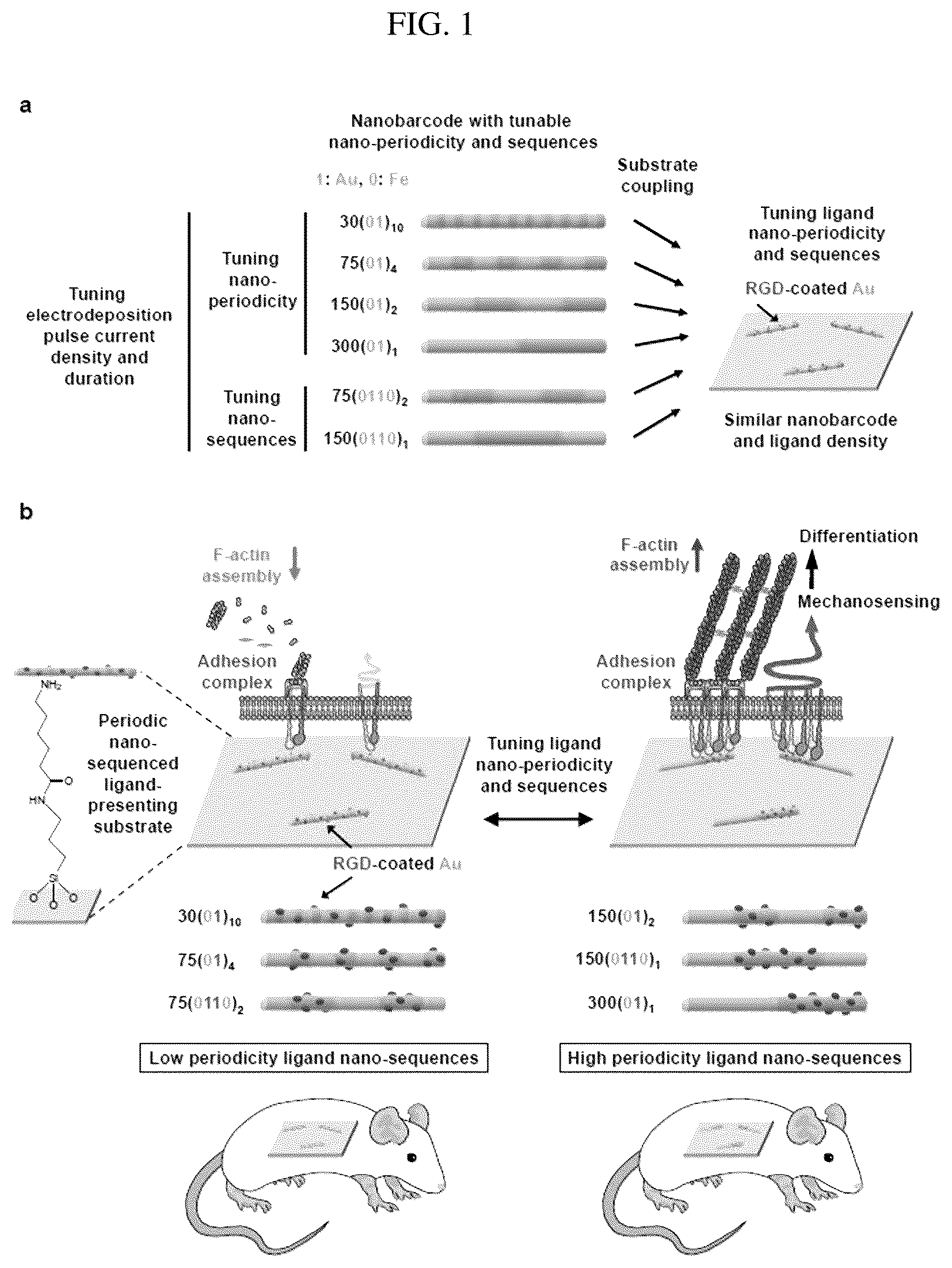 Patent US12297456 — Nanobarcode for controlling cell adhesion and differentiation of stem cells, preparation method thereof, and method of controlling adhesion and differentiation of stem cells by using the same — Figure 1