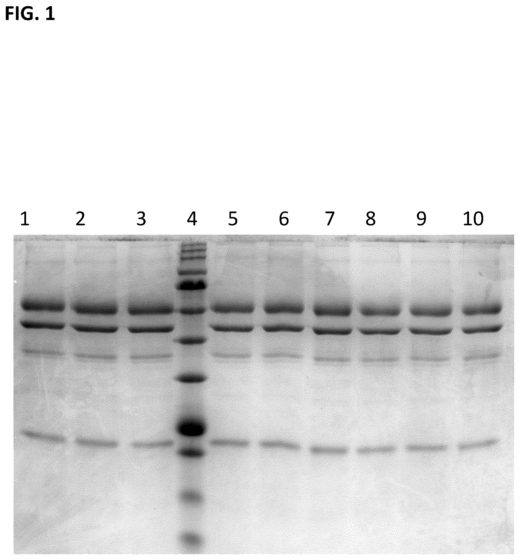 Patent US12297461 Figure 1 – Methods of producing and characterizing virus vaccine and virus vaccine composition