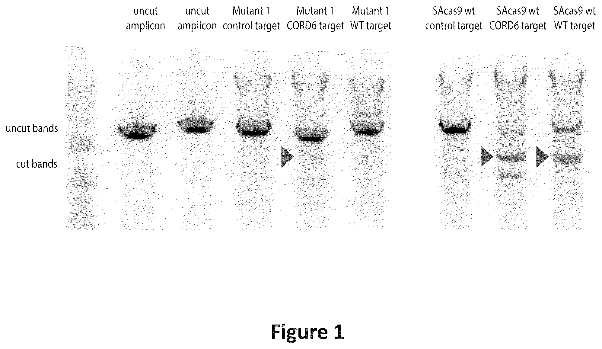 Patent US12297466 — Engineered Cas9 nucleases — Figure 1