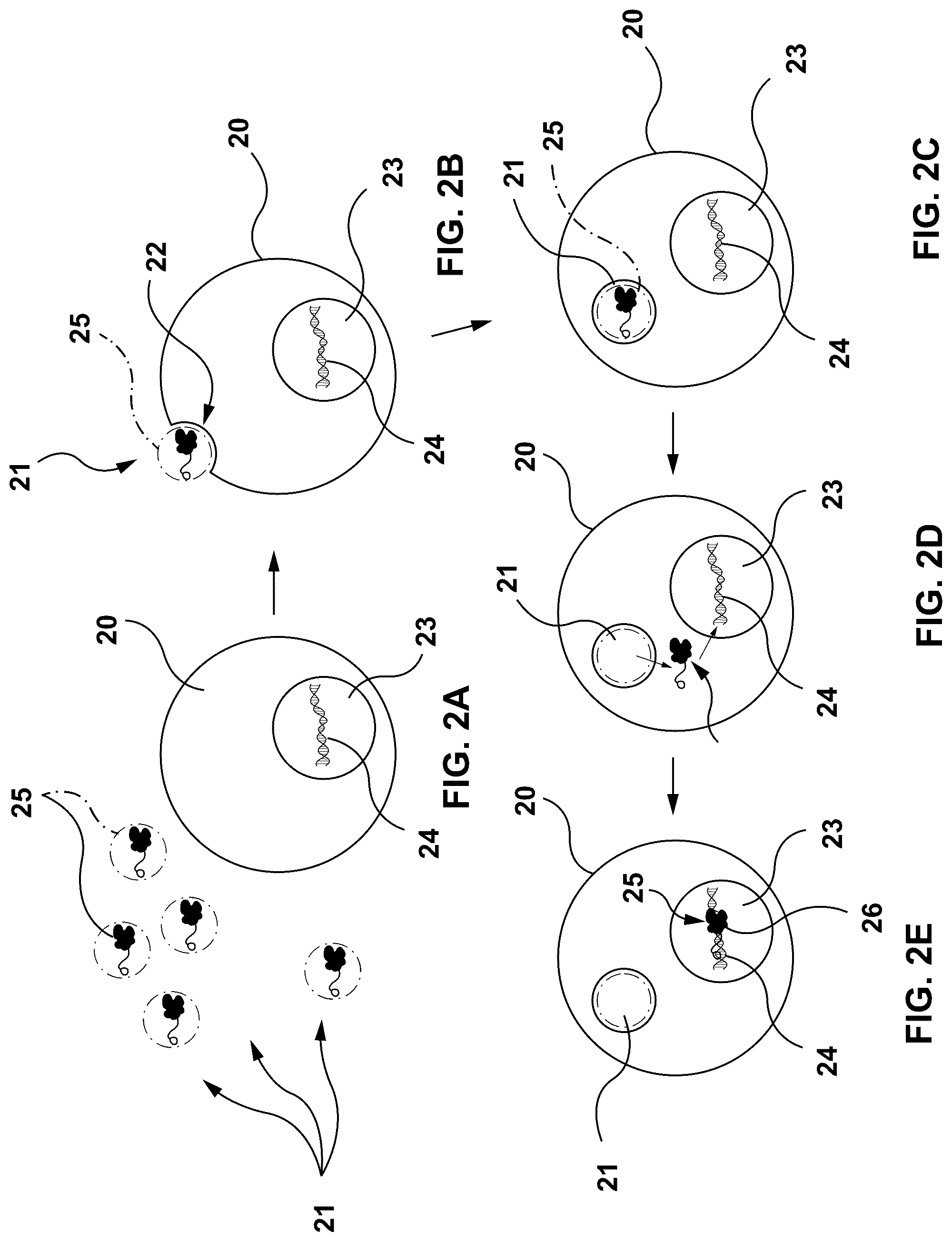 Patent US12297467 Figure 2 – Lipid-encapsulated dual-cleaving endonuclease for DNA and gene editing