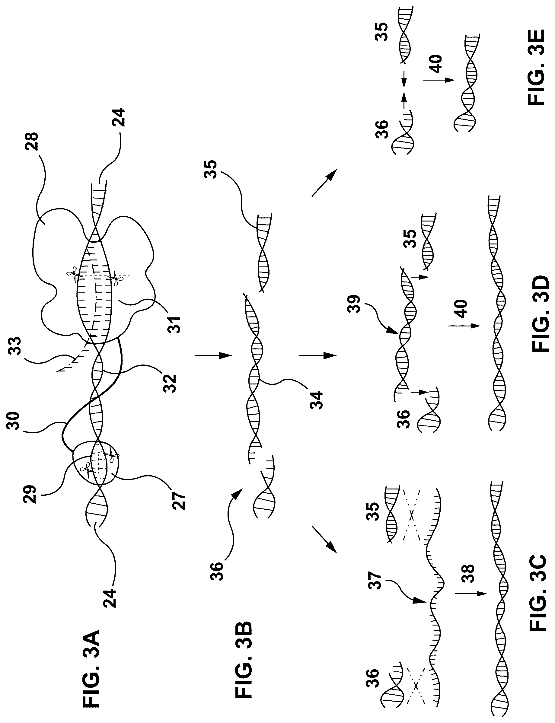 Patent US12297467 Figure 3 – Lipid-encapsulated dual-cleaving endonuclease for DNA and gene editing