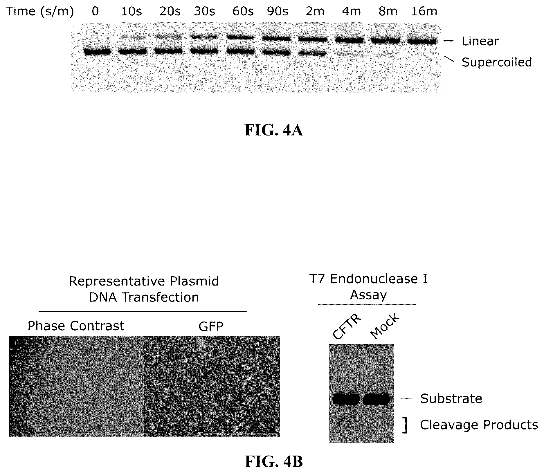 Patent US12297467 Figure 4 – Lipid-encapsulated dual-cleaving endonuclease for DNA and gene editing