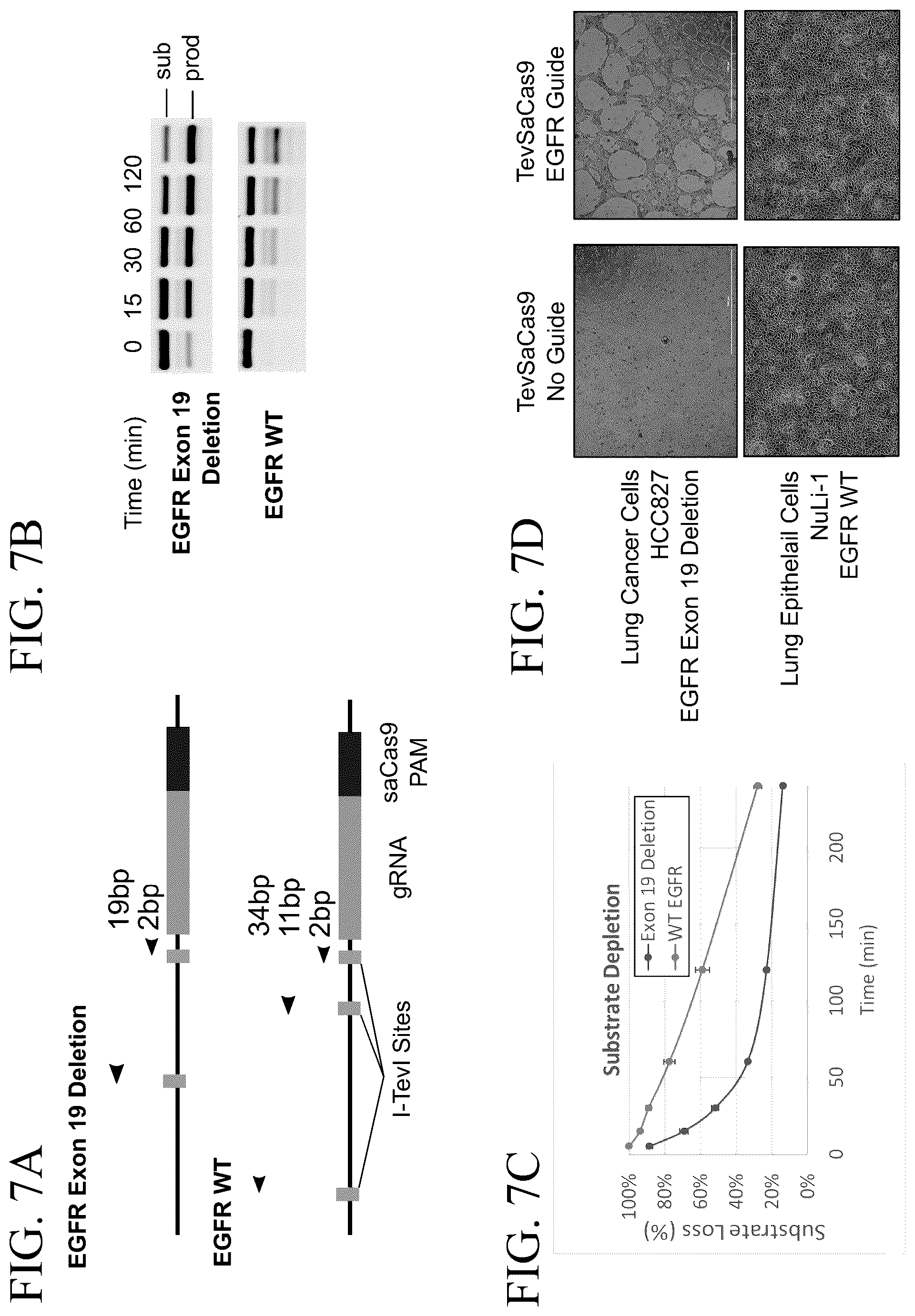 Patent US12297467 Figure 7 – Lipid-encapsulated dual-cleaving endonuclease for DNA and gene editing