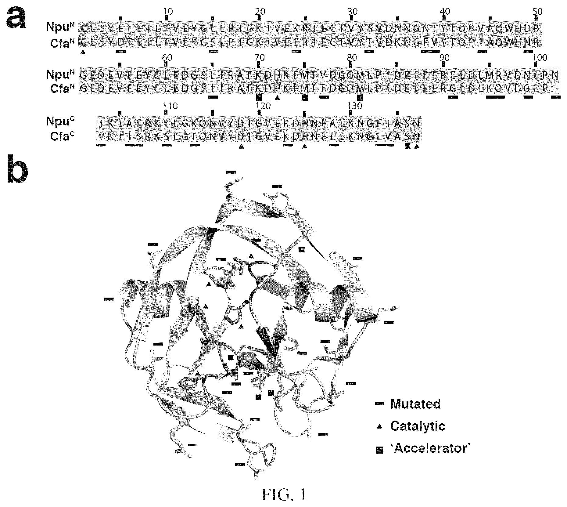 Patent US12297472 — Split inteins with exceptional splicing activity — Figure 1