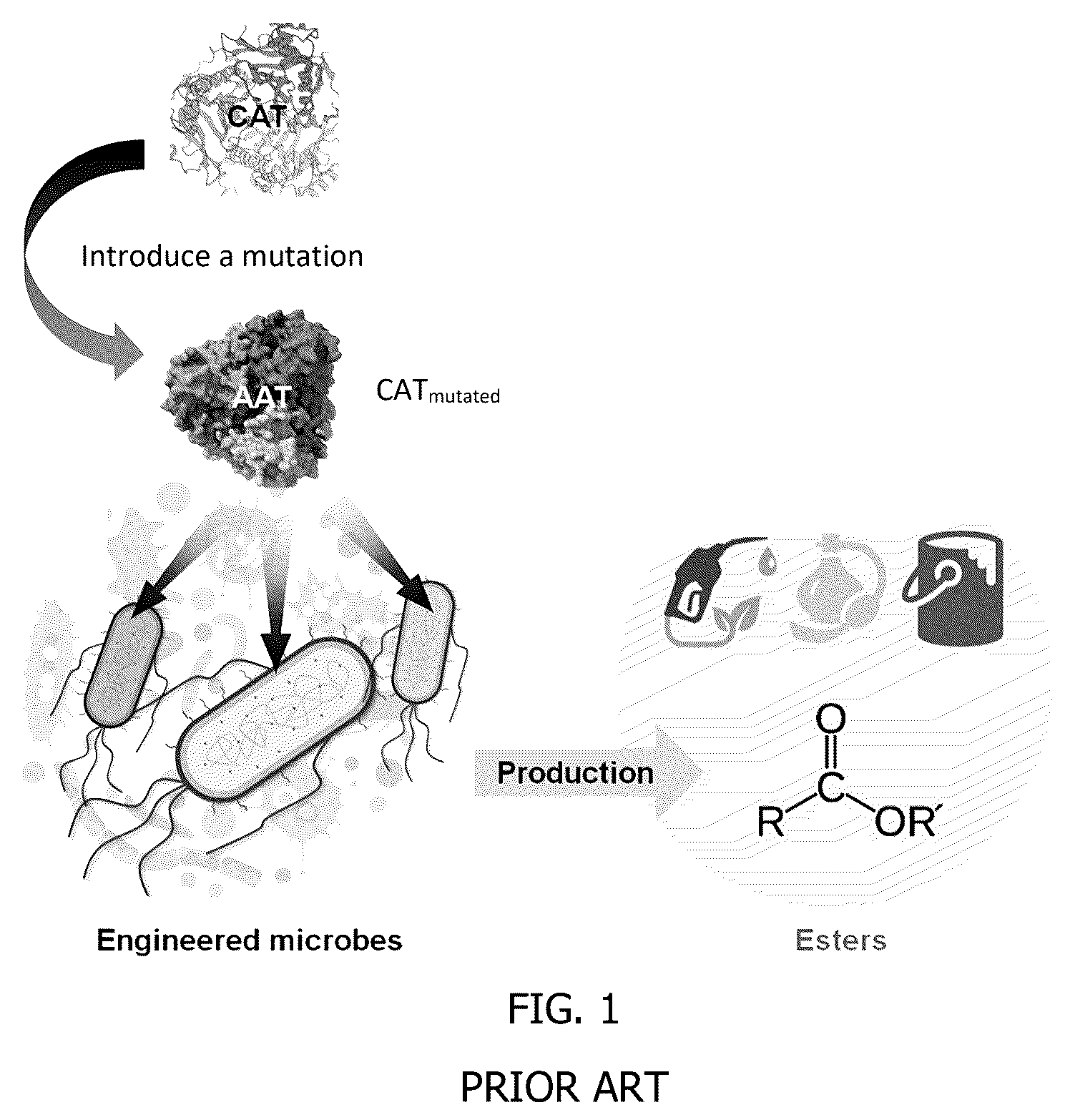 Patent US12297480 Figure 1 – Methods for producing designer esters and assessing alcohol acyltransferase specificity for ester biosynthesis
