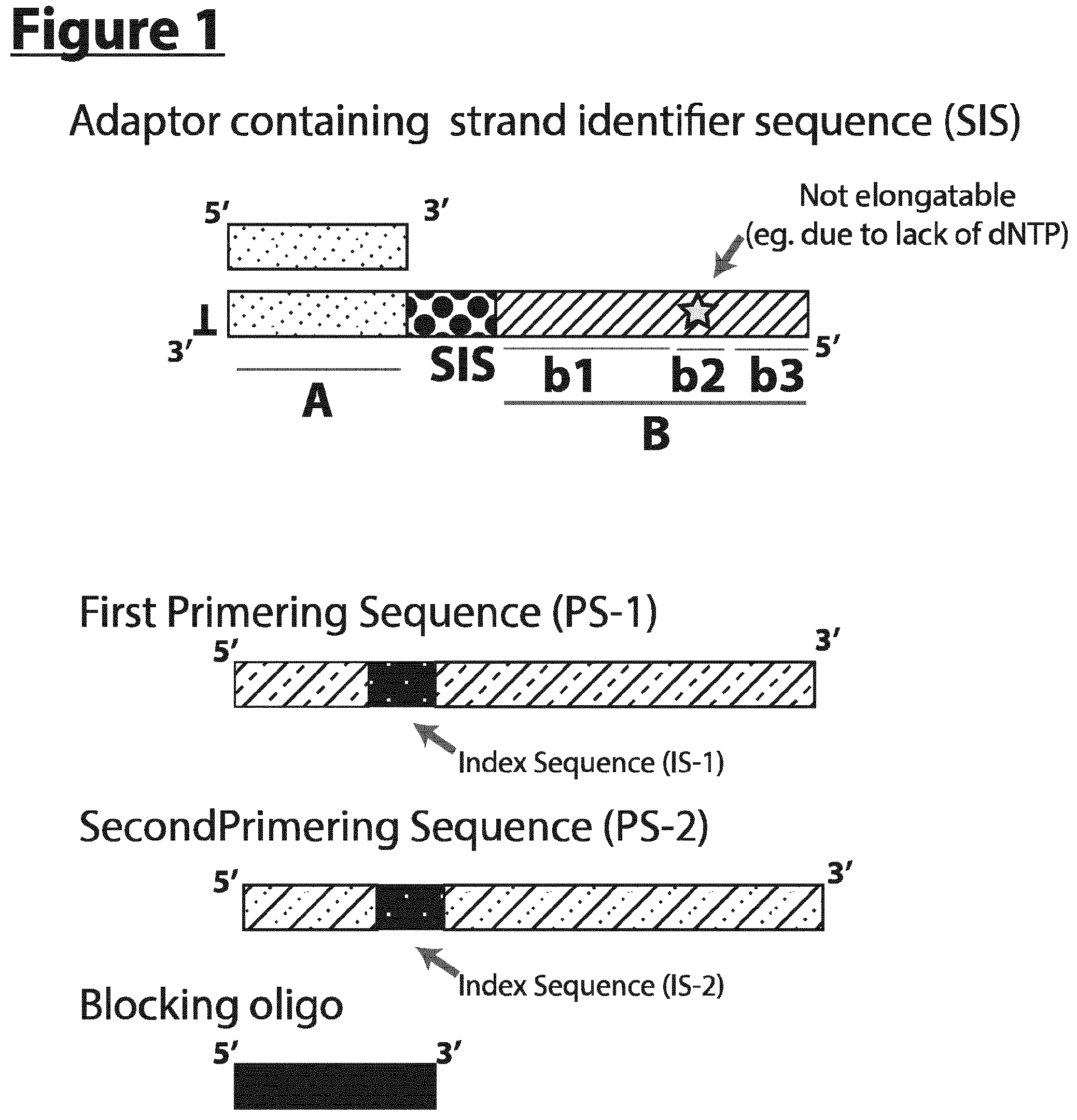 Patent US12297490 — Methods for asymmetric DNA library generation and optionally integrated duplex sequencing — Figure 1