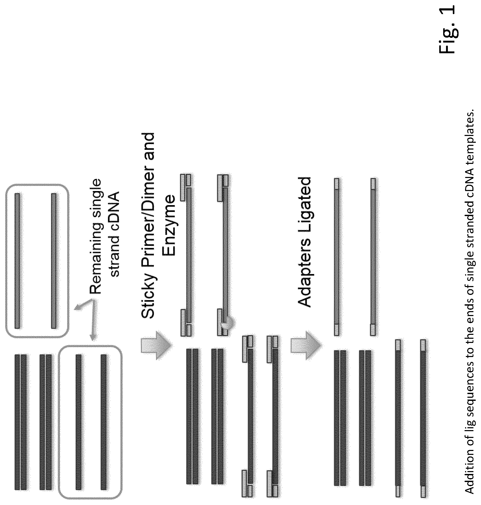 Patent US12297492 Figure 1 – Amplification of single stranded DNA