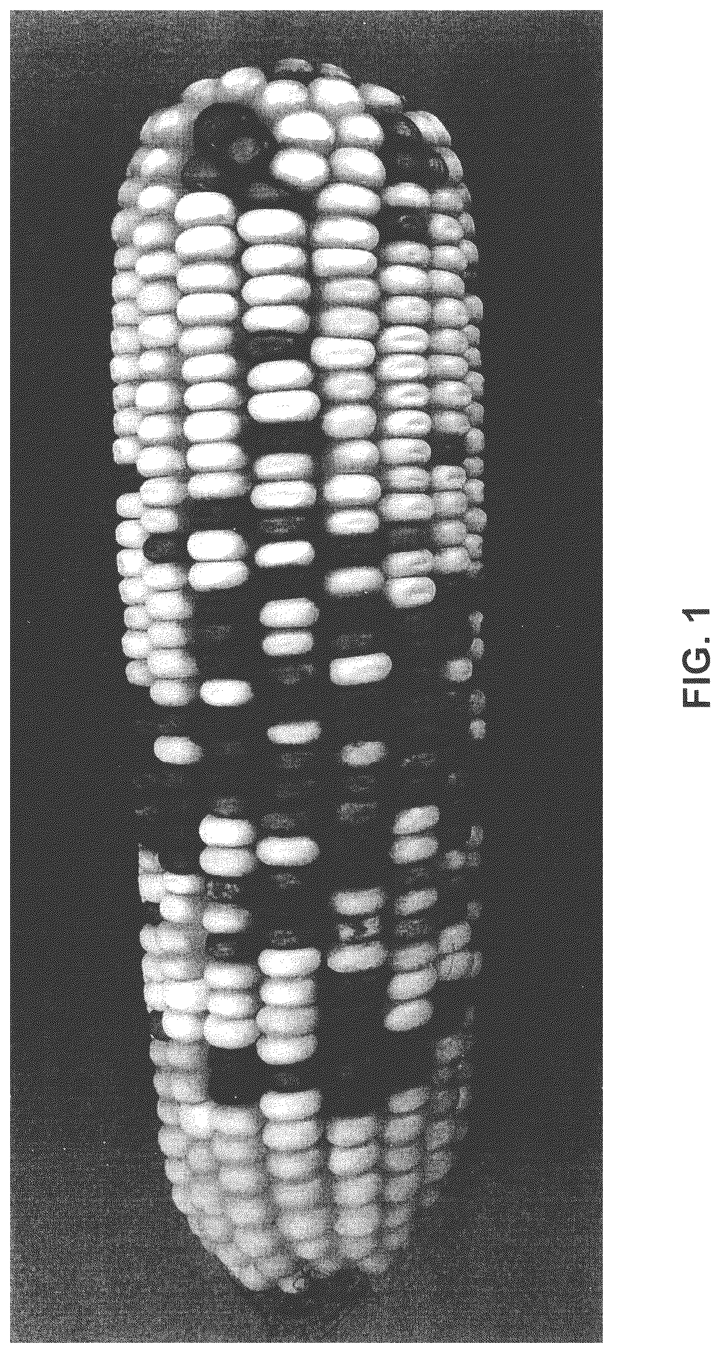 Patent US12302812 Figure 1 – Corn pollination with unrelated corn pollen