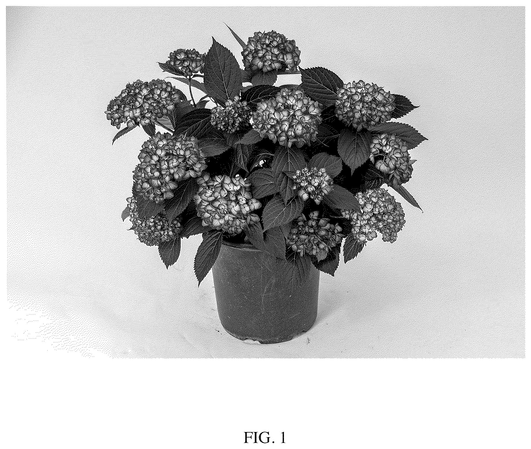 Patent US12302814 — Hydrangea macrophylla plant named Bailmacseven — Figure 1