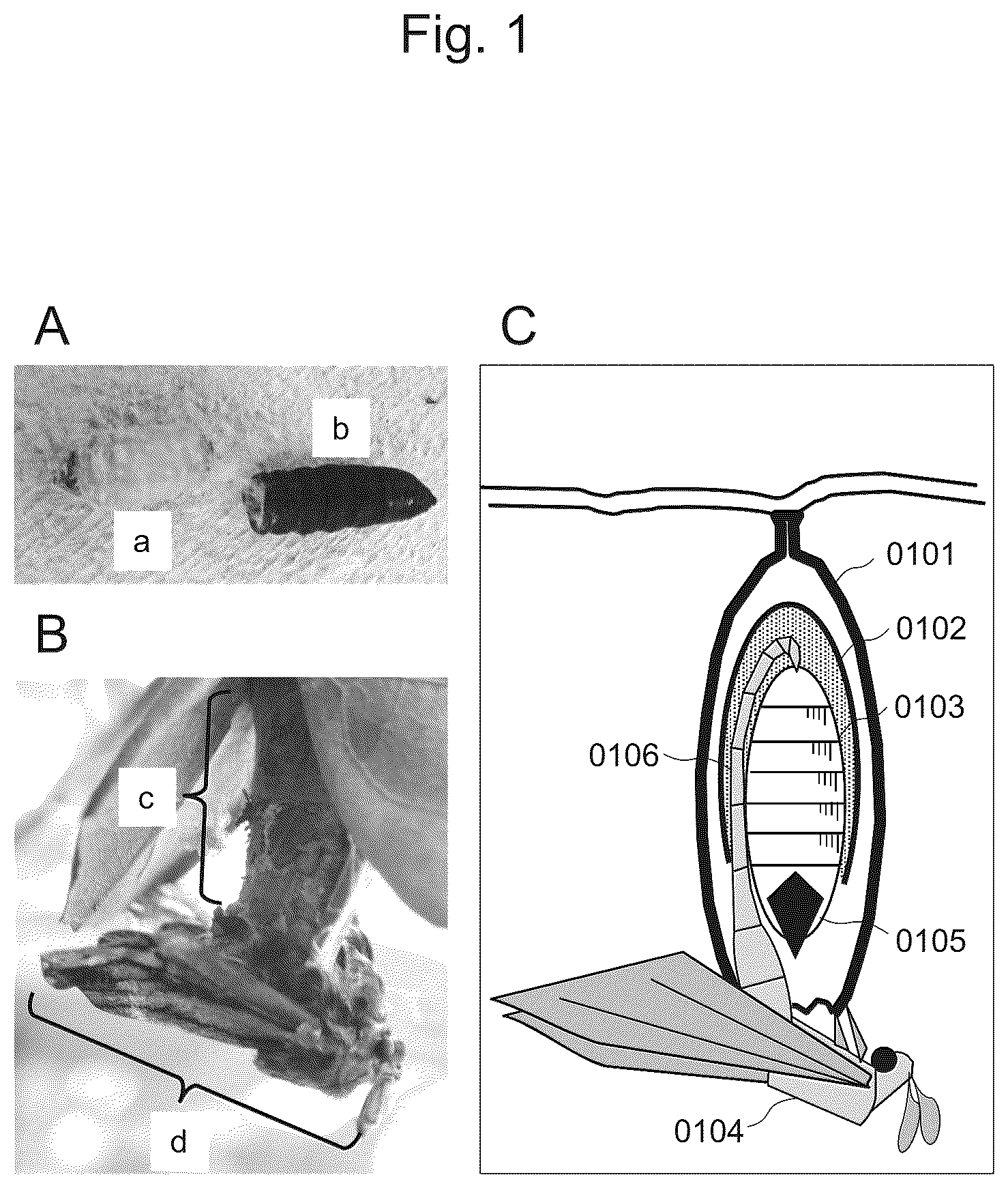 Patent US12302875 — Egg collection device for bagworm moth and breeding method and egg collection method of bagworm moth using the same — Figure 1