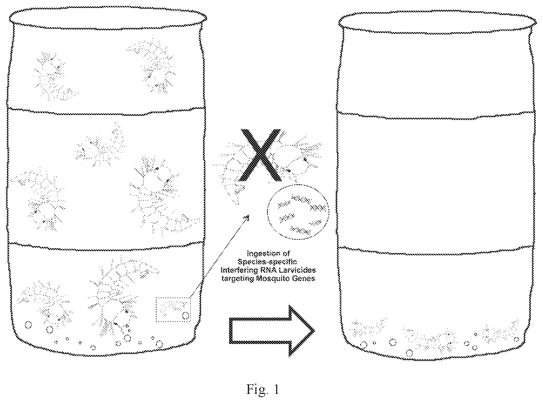 Patent US12302904 — RNAi insecticide materials and methods — Figure 1