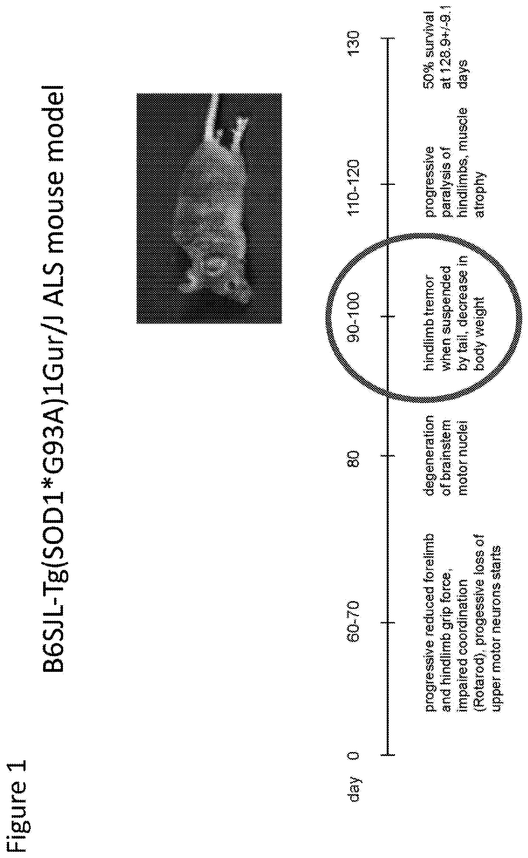 Patent US12303474 — S-enantiomerically enriched compositions of beta blockers for treating amyotrophic lateral sclerosis — Figure 1