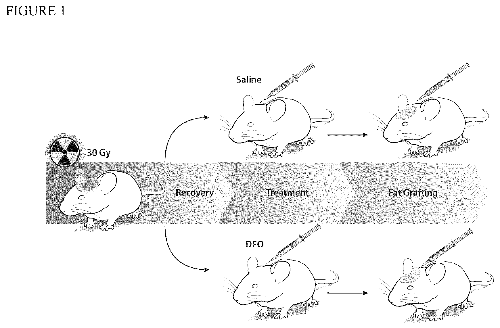 Patent US12303475 — Conditioning irradiated tissue for increasing vascularity — Figure 1