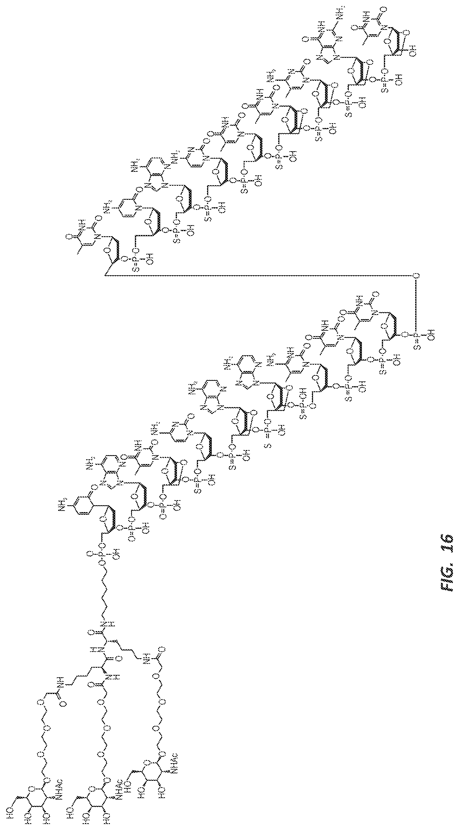 Patent US12303525 Figure 19 – Nucleic acid molecule for reduction of PAPD5 and PAPD7 mRNA for treating hepatitis B infection