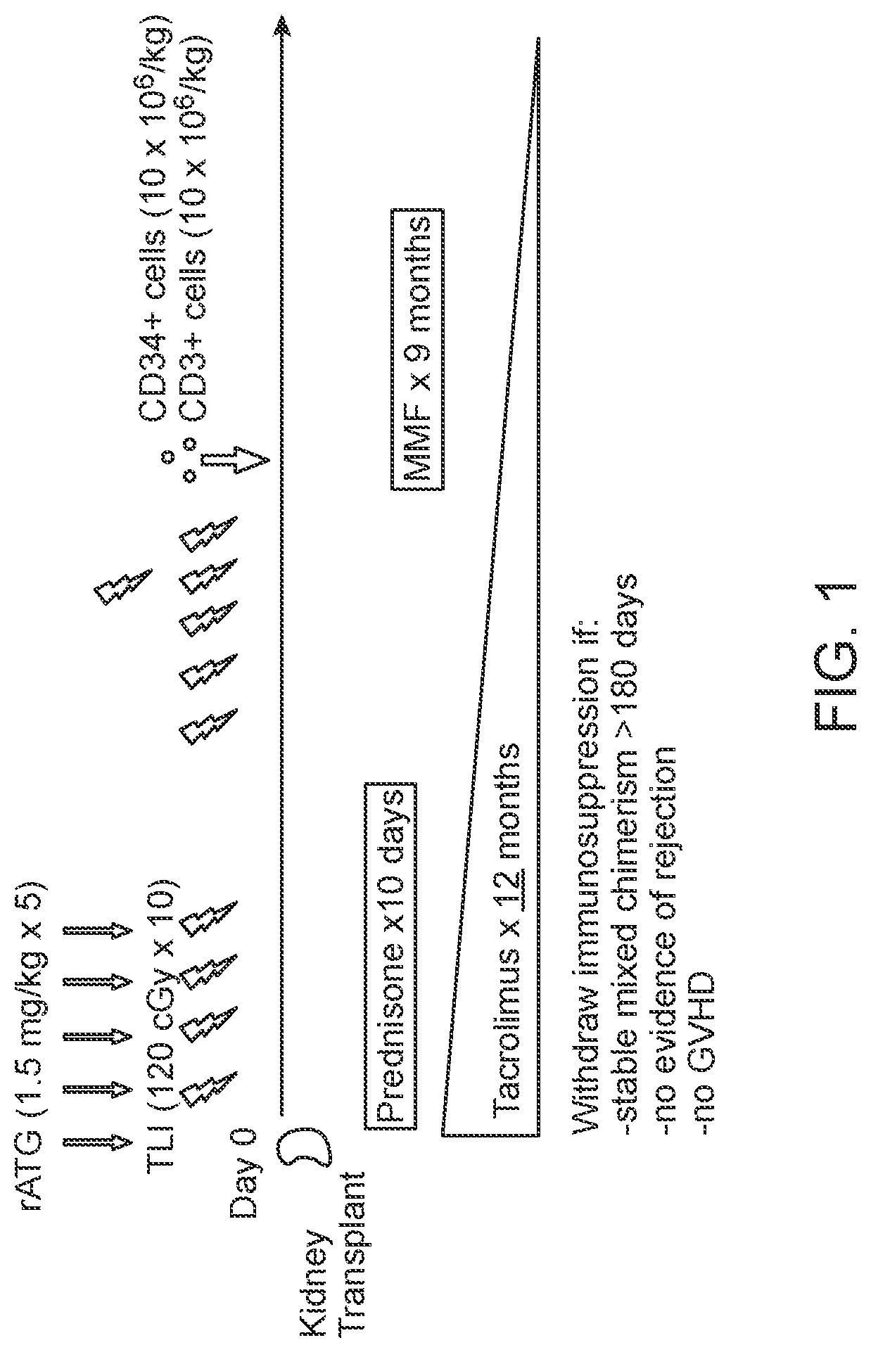 Patent US12303532 — Combined organ and hematopoietic cells for transplantation tolerance of grafts — Figure 1