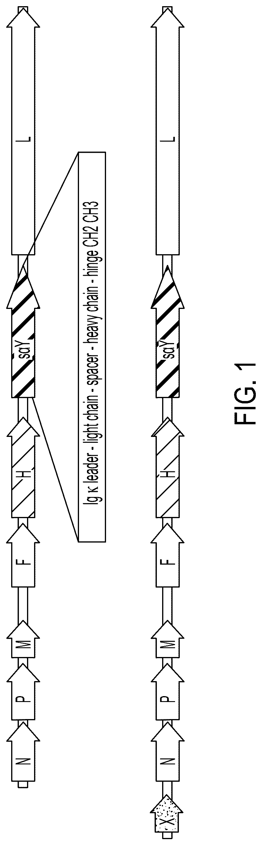 Patent US12303540 — RNA viruses for immunovirotherapy — Figure 1