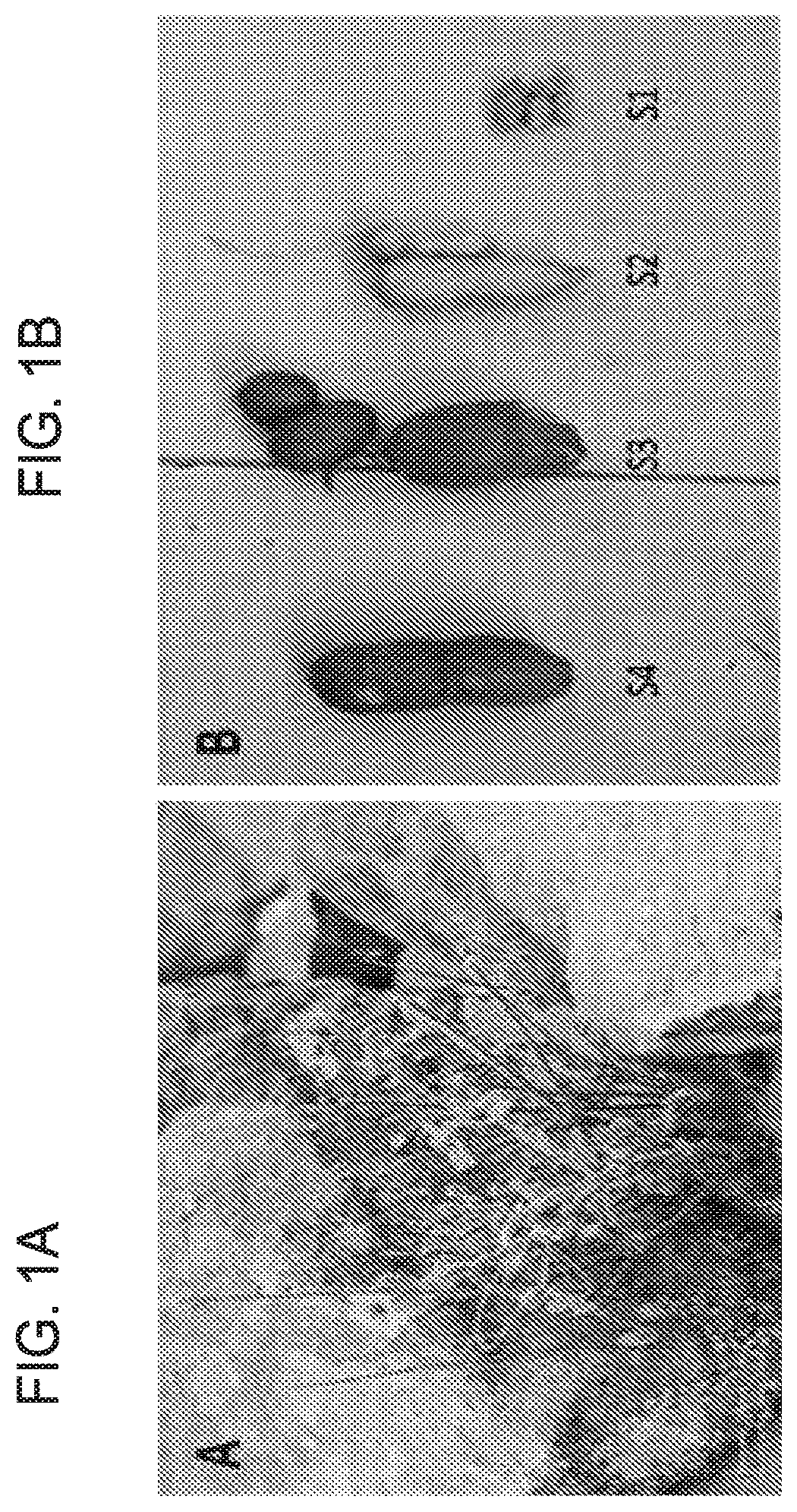 Patent US12303541 — Erodium crassifolium L'Her plant extracts and uses thereof — Figure 1