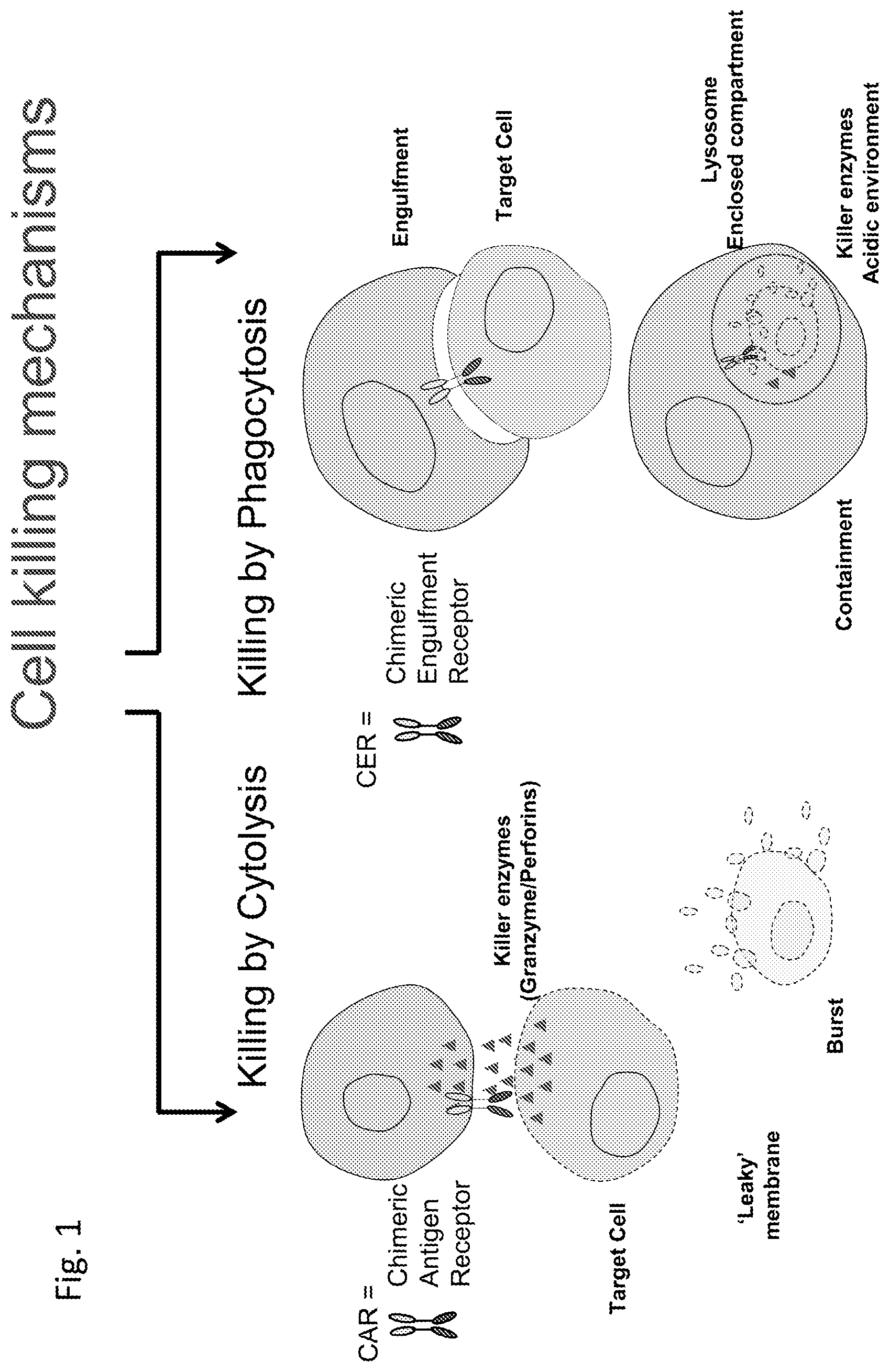 Patent US12303551 — Cellular immunotherapy compositions and uses thereof — Figure 1