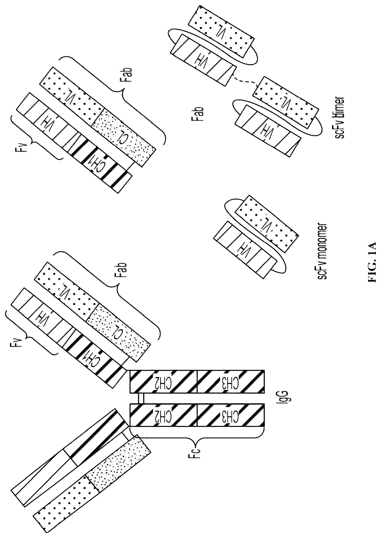 Patent US12303562 — Anti-LAM and anti-PIM6/LAM monoclonal antibodies for diagnosis and treatment of Mycobacterium tuberculosis infections — Figure 1