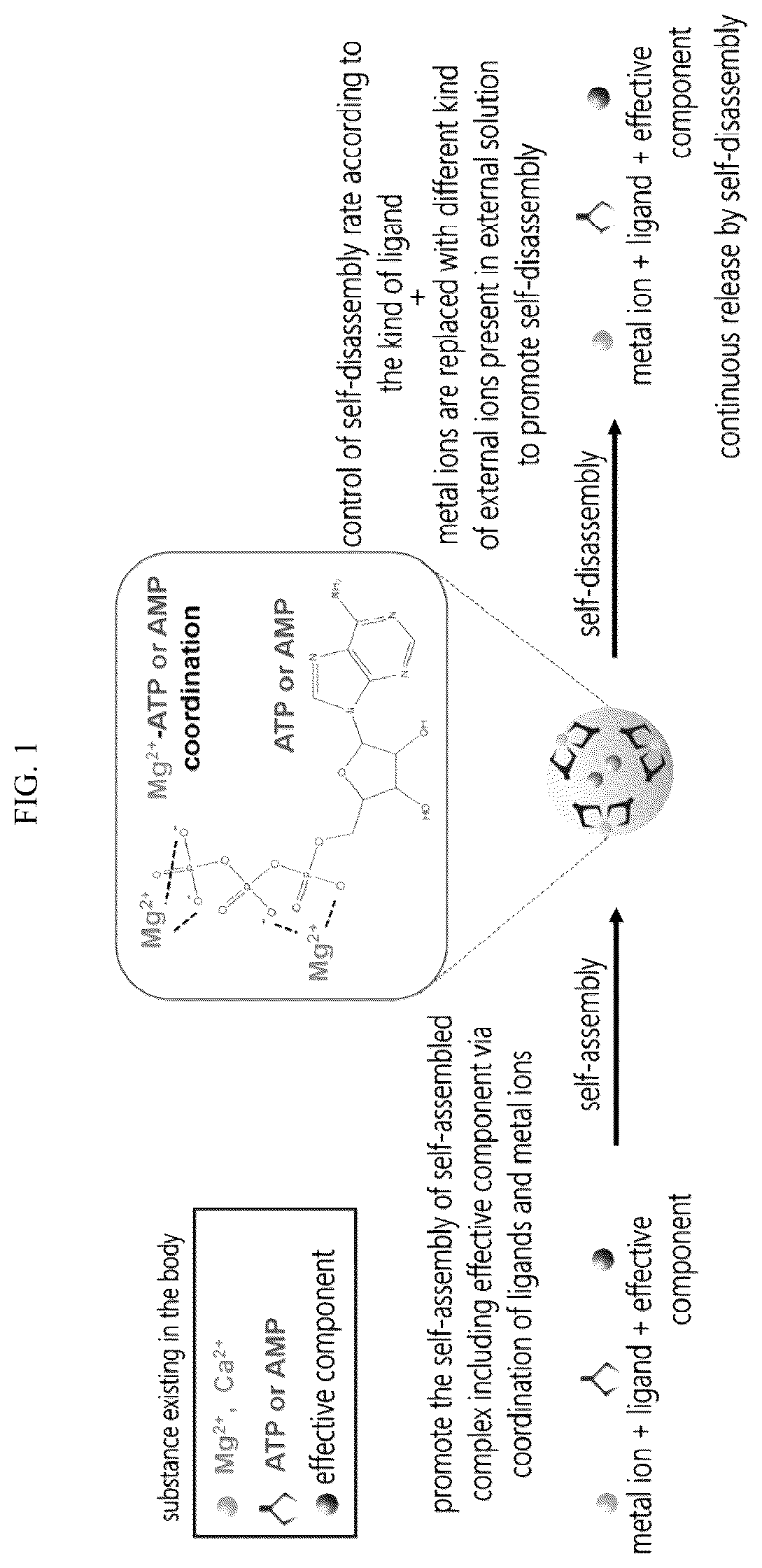 Patent US12303565 — Self-assembled complex containing magnesium ion — Figure 1