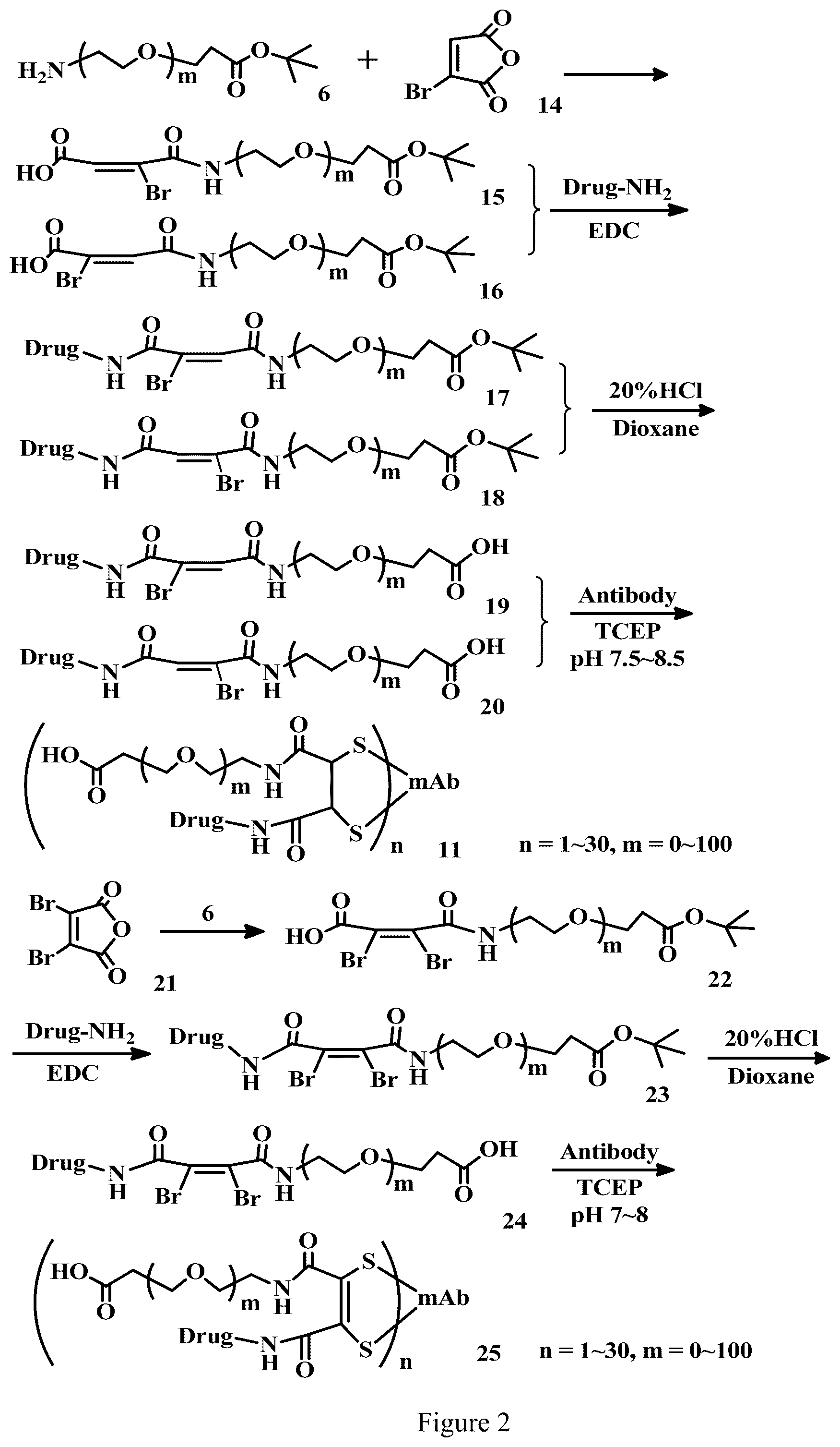 Patent US12303571 Figure 2 – Specific conjugation linkers, specific immunoconjugates thereof, methods of making and uses such conjugates thereof