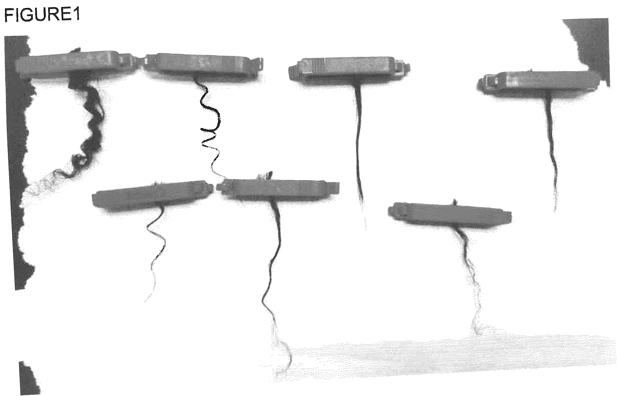 Patent US12303583 — Compositions and method of use for hair straightening and shaping — Figure 1