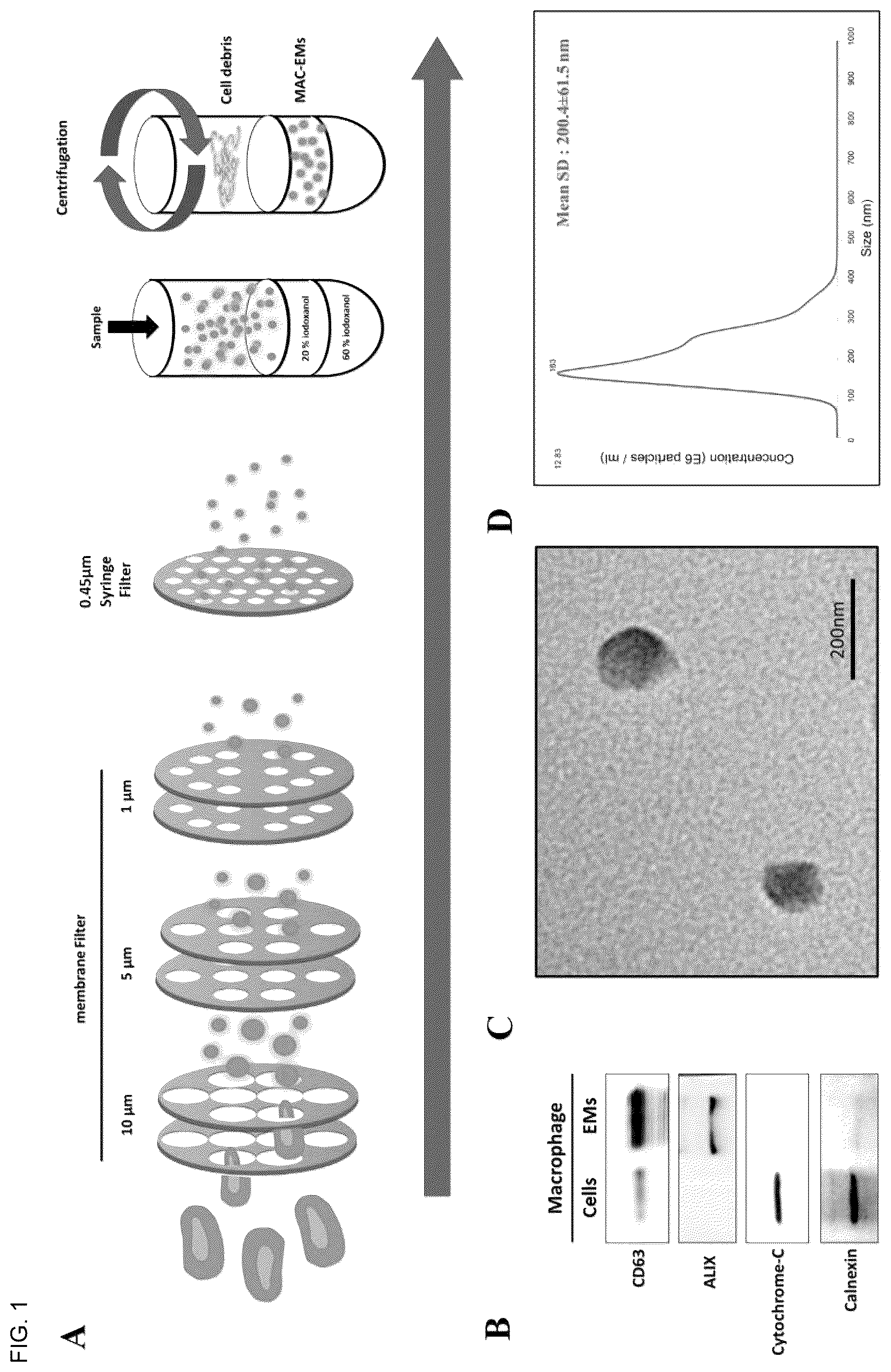 Patent US12303589 Figure 1 – Composition for hair regeneration comprising macrophage-derived extracellular vesicle mimetics