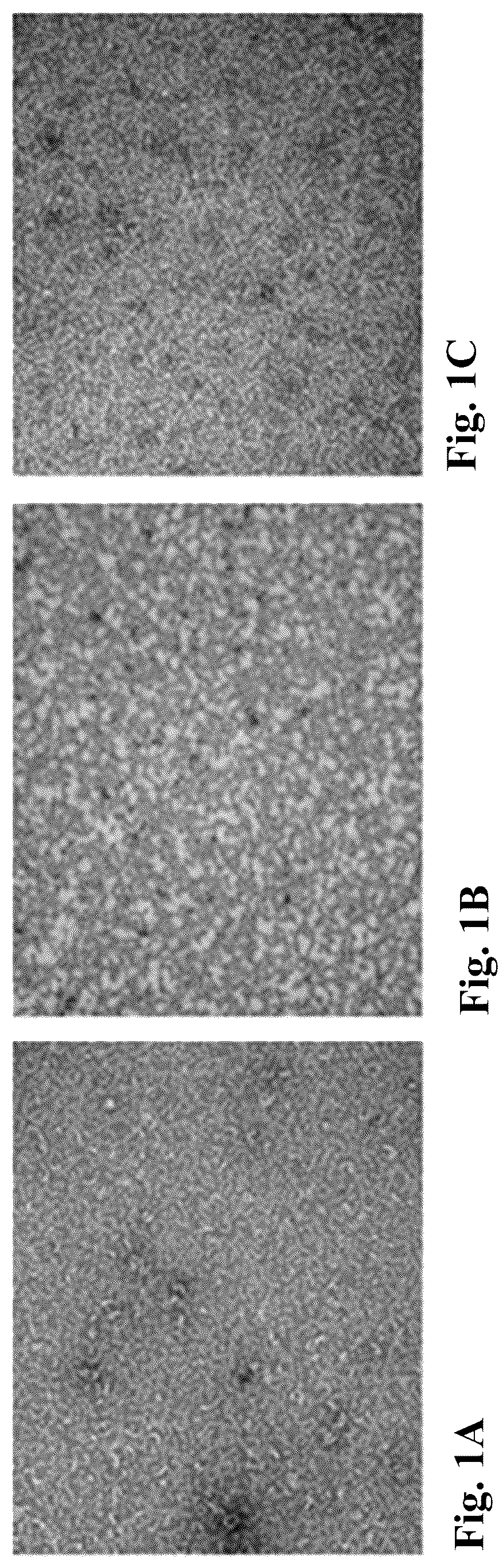 Patent US12303602 — Compositions, methods and uses for thermally stable multi-targeted antigens — Figure 1