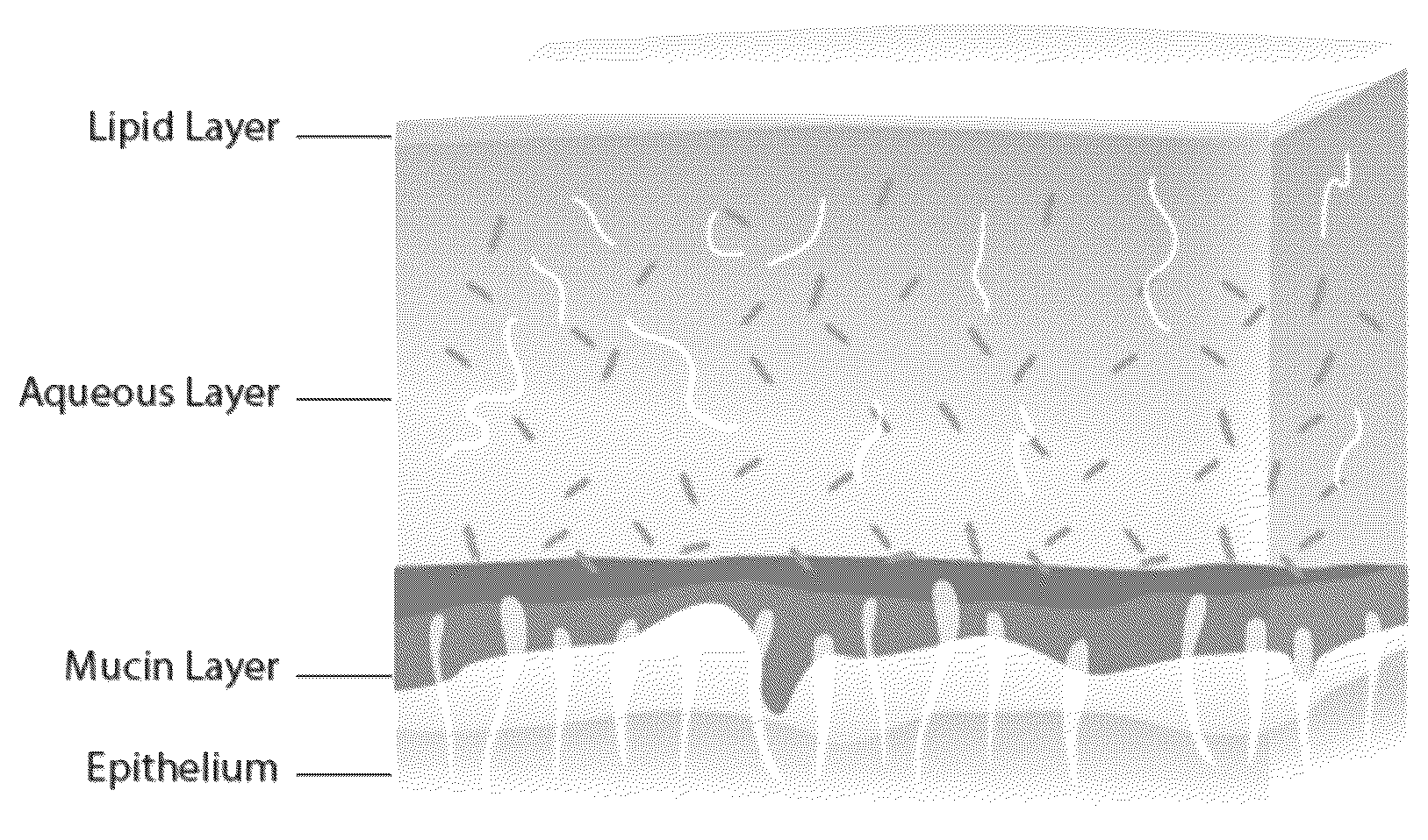Patent US12303607 Figure 1 – Methods and compositions for modifying mucous membranes