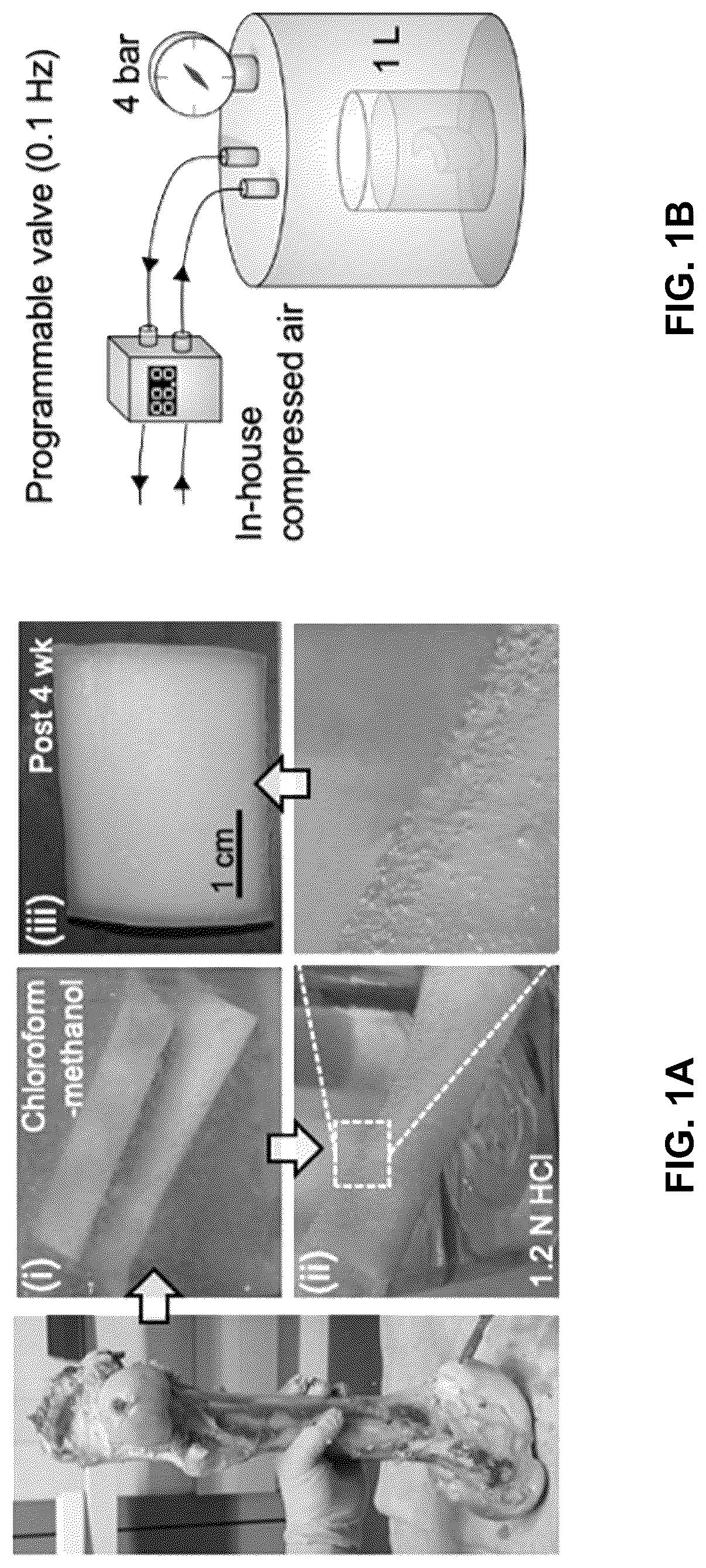Patent US12303615 — Demineralized bone paper — Figure 1