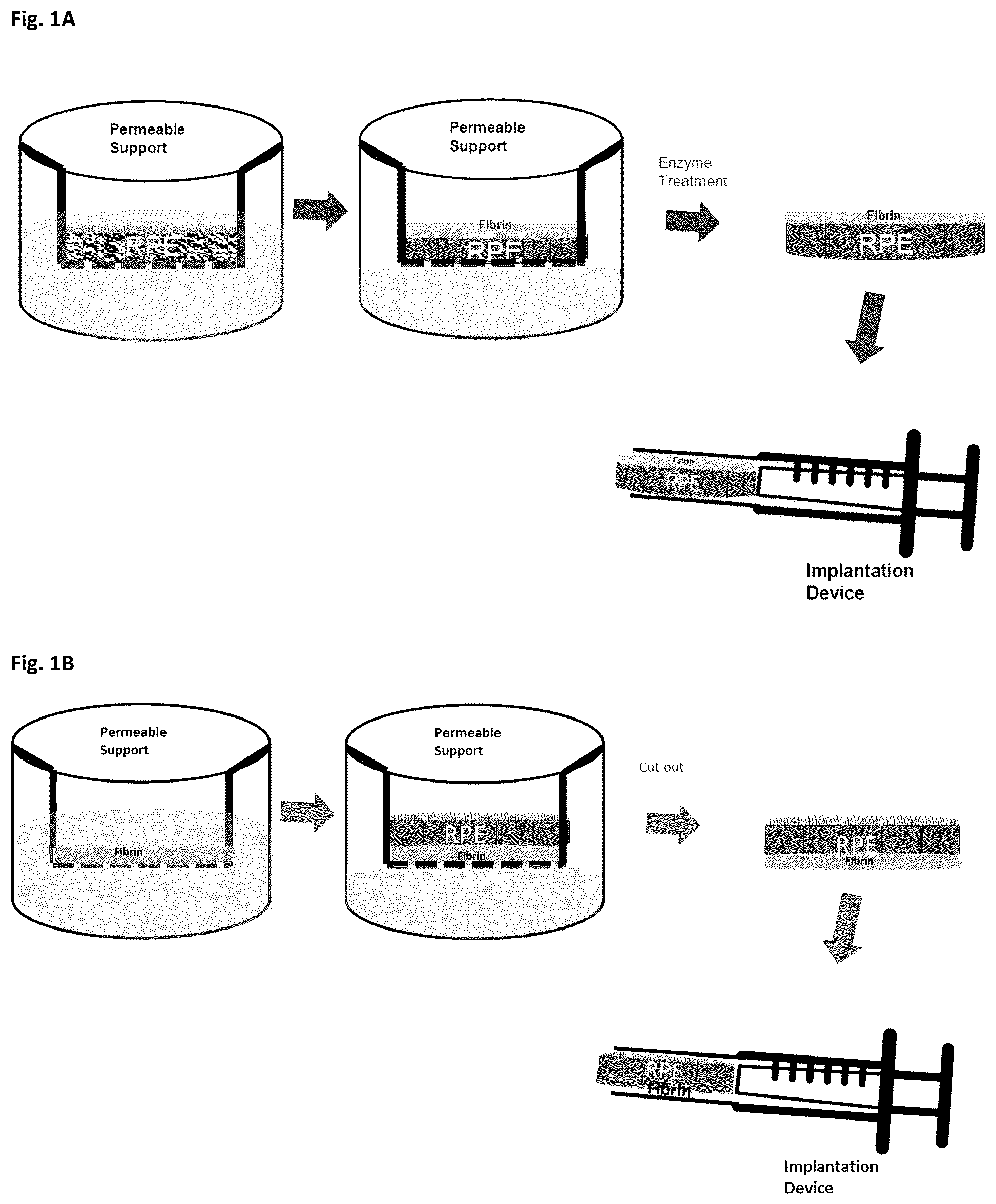 Patent US12303617 — Methods and materials for using fibrin supports for retinal pigment epithelium transplantation — Figure 1