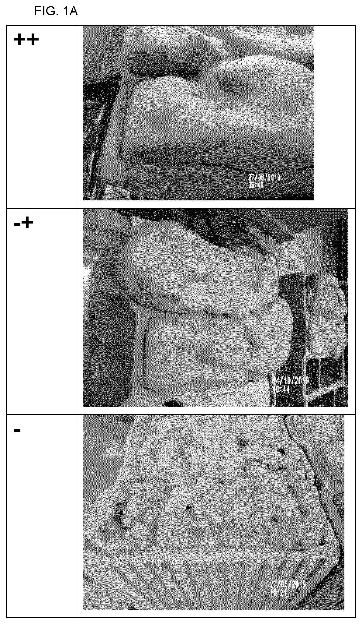 Patent US12304872 Figure 1 – Method for producing a composite insulating mineral construction element