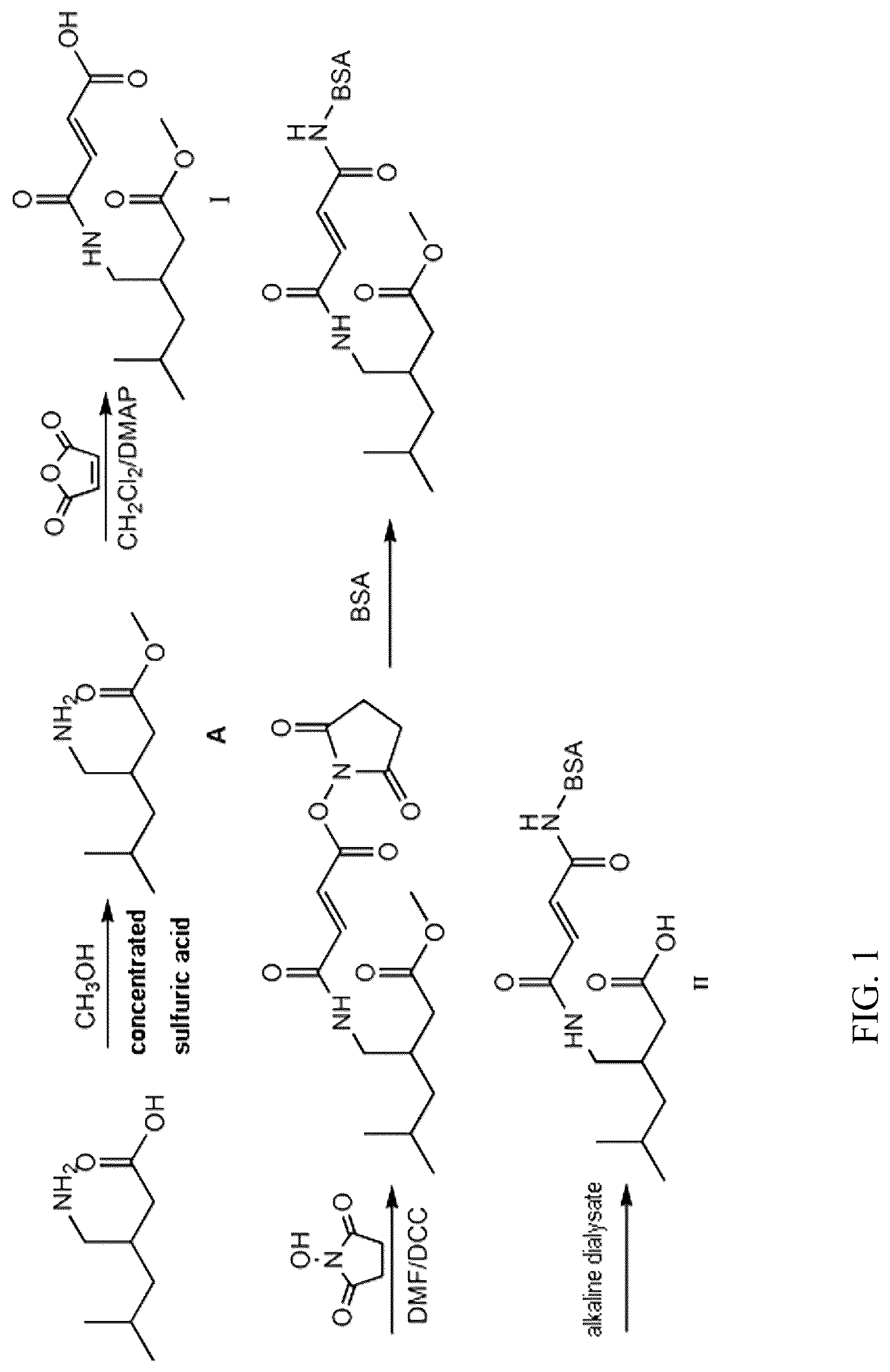 Patent US12304882 — Pregabalin artificial hapten, artificial antigen and preparation method therefor and application thereof — Figure 1