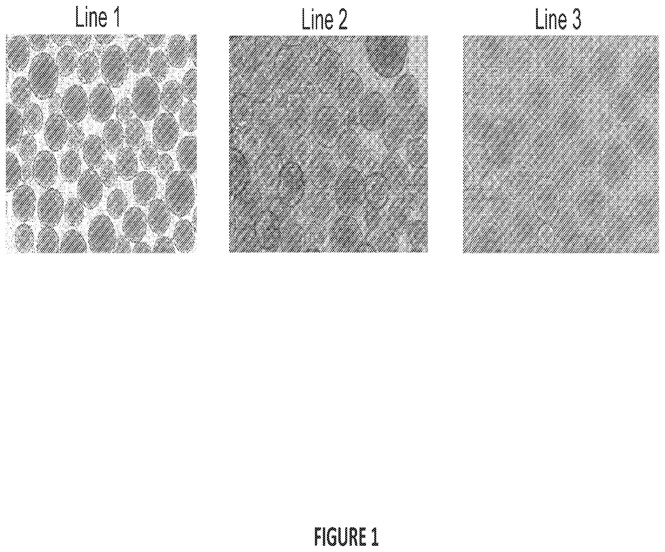 Patent US12304900 — Islet cell manufacturing compositions and methods of use — Figure 1