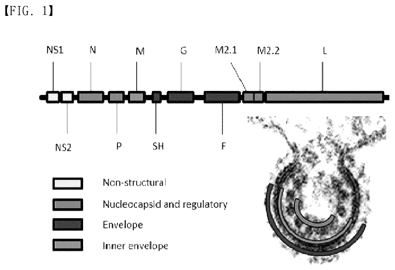 Patent US12304929 Figure 1 – Recombinant RSV live vaccine strain and the preparing method thereof