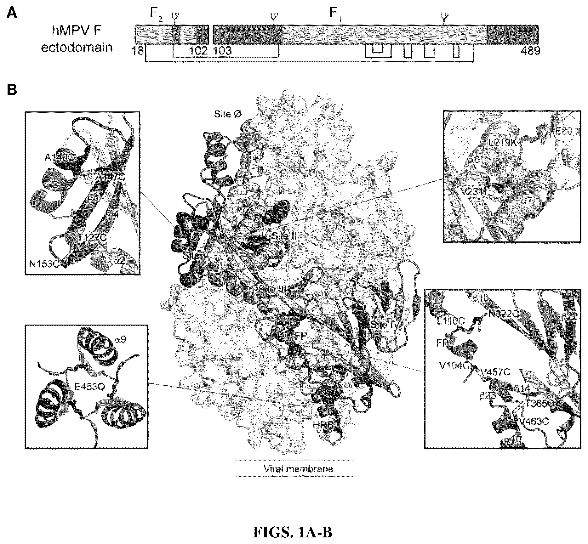 Patent US12304930 — Prefusion-stabilized hMPV F proteins — Figure 1