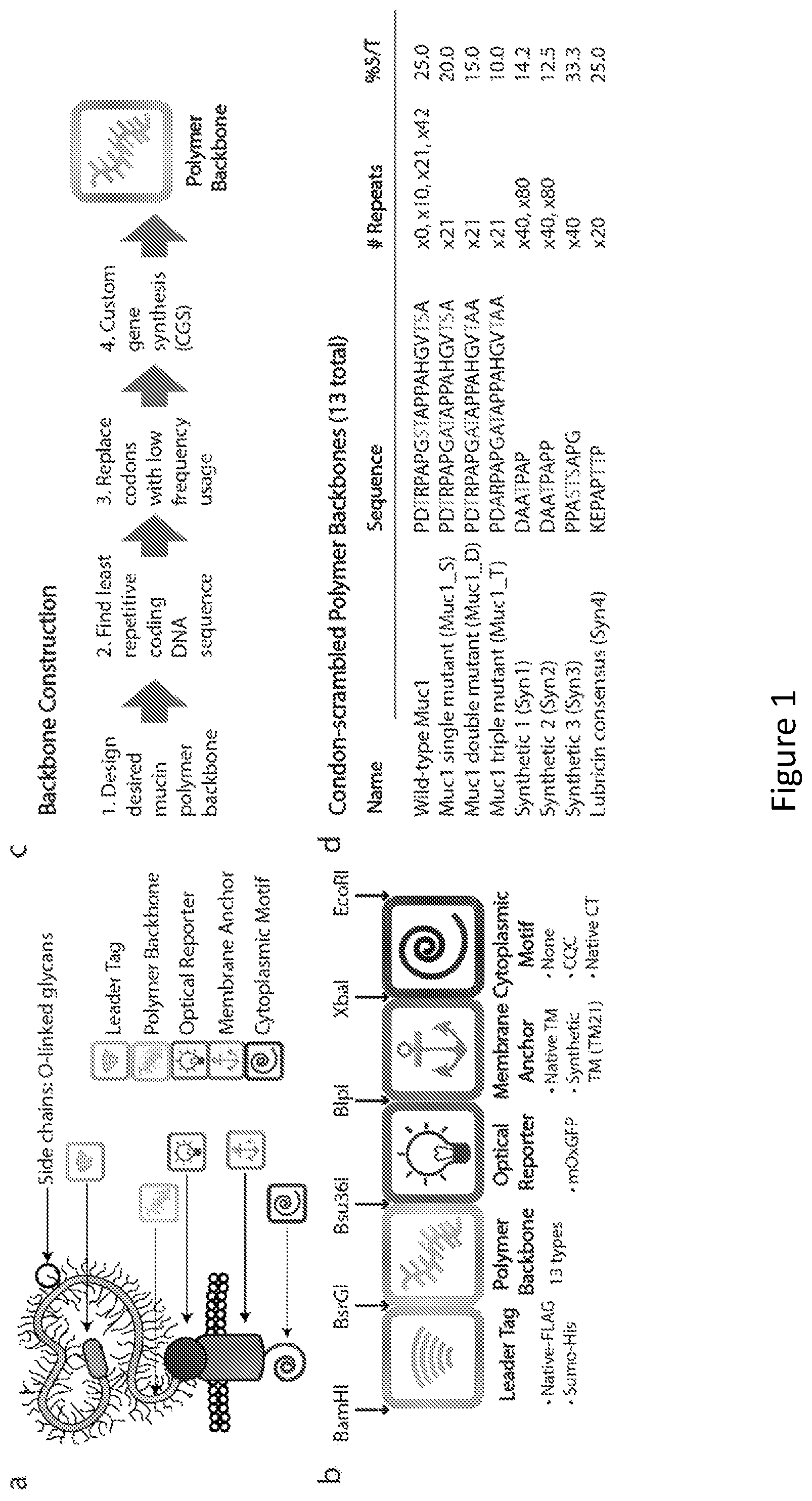 Patent US12304934 — Recombinant lubricins, and compositions and methods for using the same — Figure 1