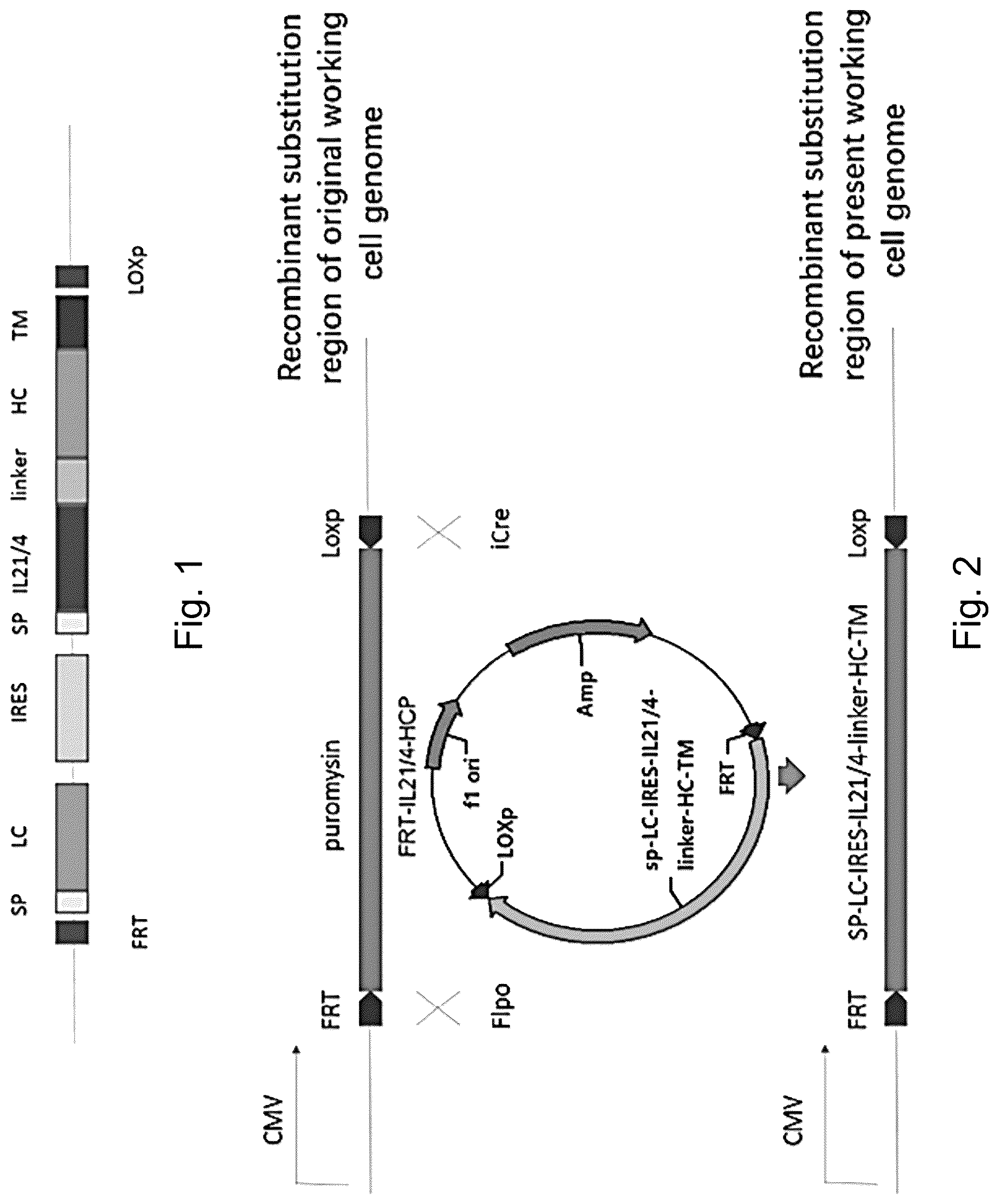 Patent US12304936 Figure 1 – Interleukin 21 protein (IL21) mutant and encoding nucleic acid