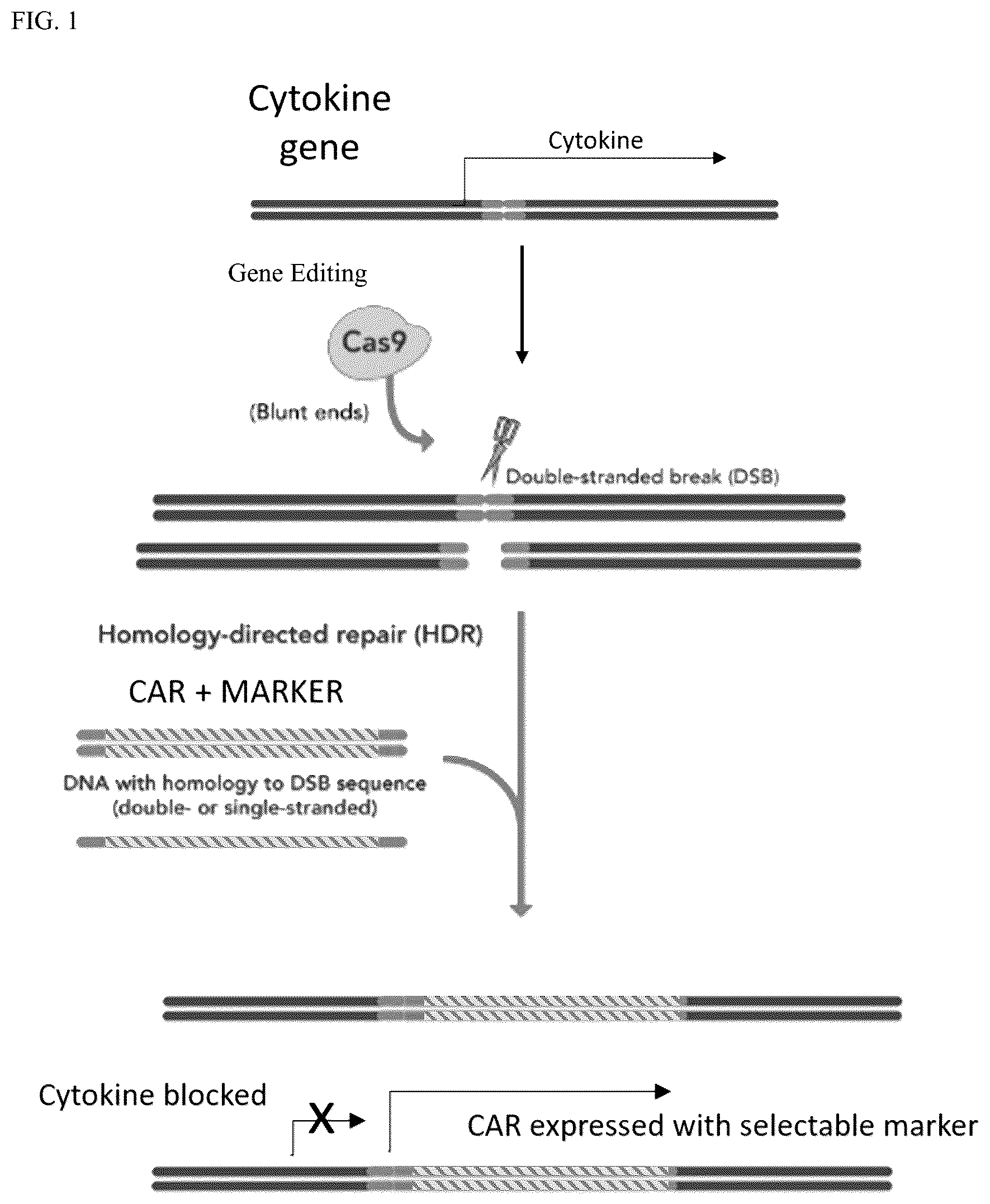 Patent US12304941 — Suppression of cytokine release syndrome in chimeric antigen receptor cell therapy — Figure 1